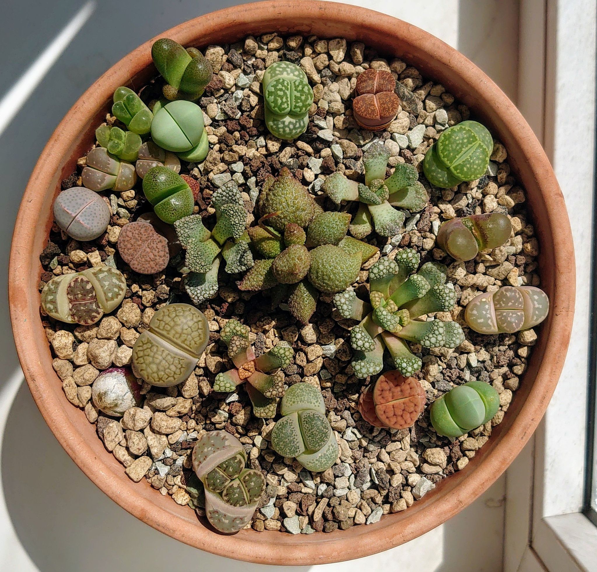 Lithops, Titanopsis and other living pebbles - My, Succulents, Houseplants, Lithops