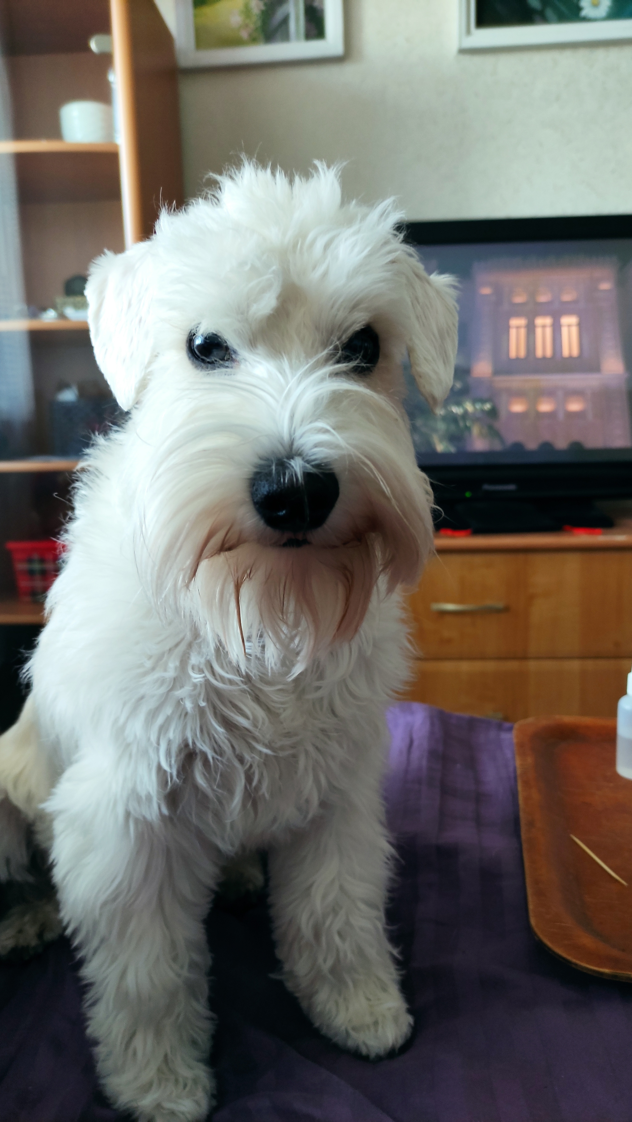 White miniature schnauzer - My, Milota, Pets, Longpost, Dog, Miniature schnauzer