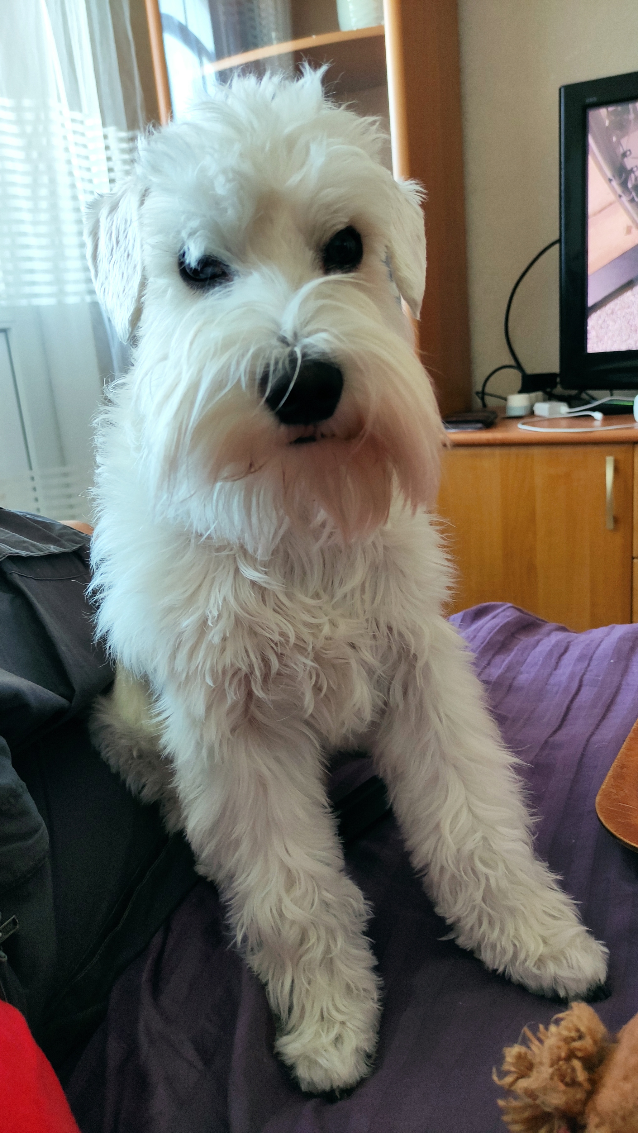 White miniature schnauzer - My, Milota, Pets, Longpost, Dog, Miniature schnauzer