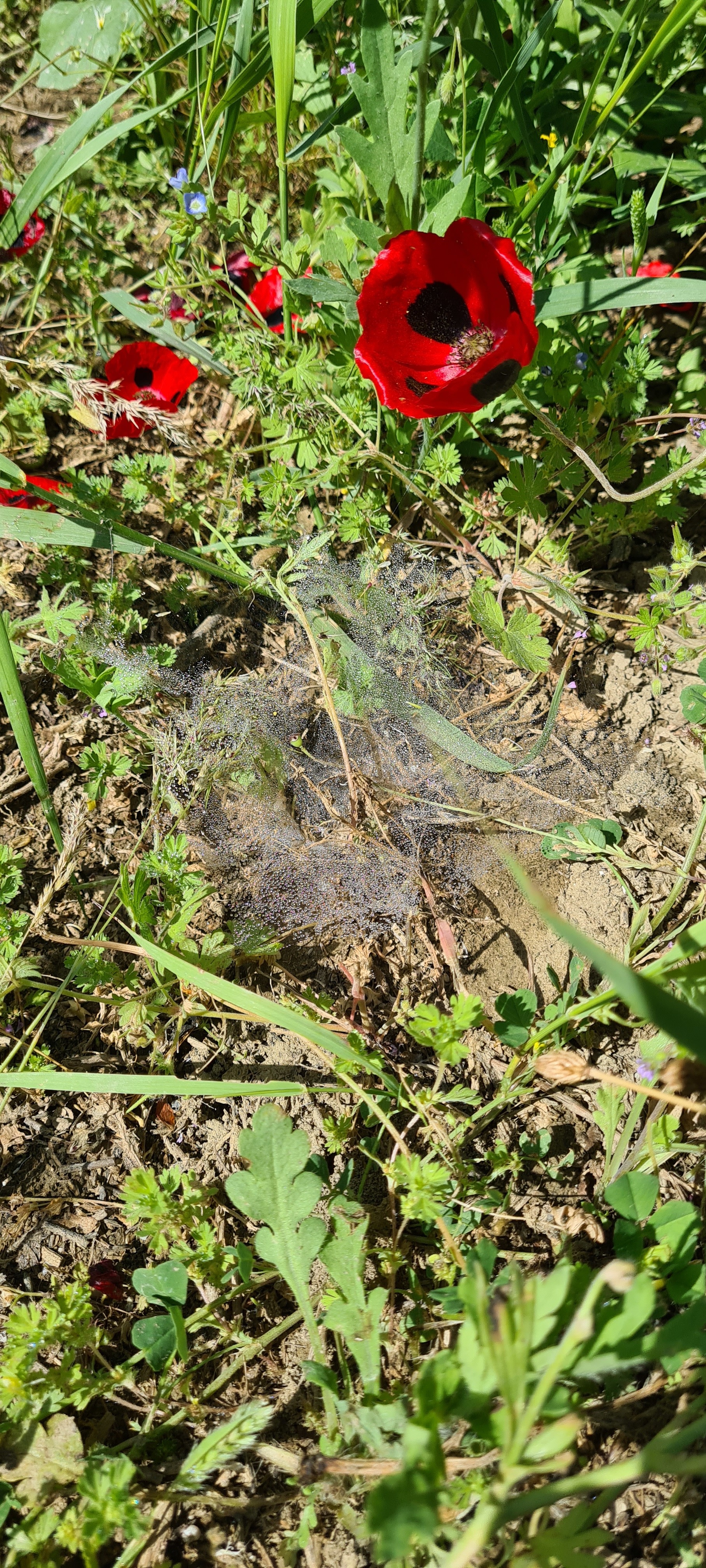 Funnel web spider - My, Web, The photo, Dagestan, Poppy, Longpost