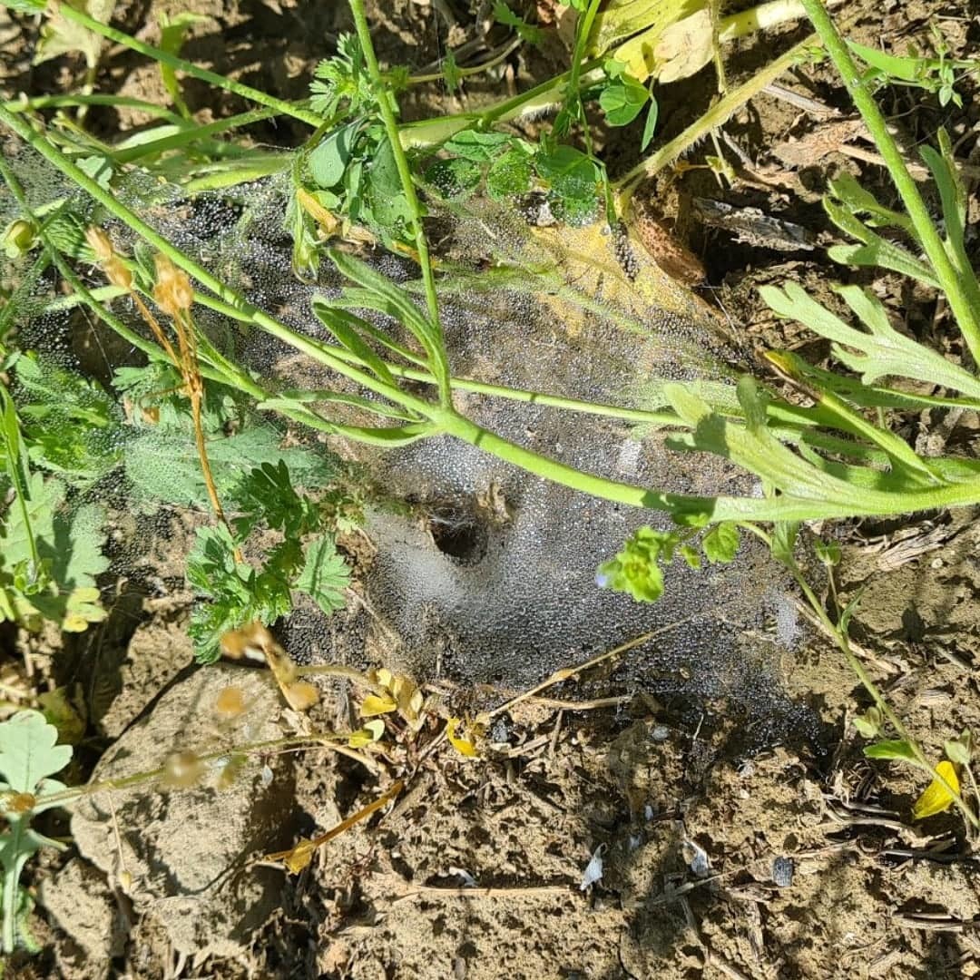 Funnel web spider - My, Web, The photo, Dagestan, Poppy, Longpost