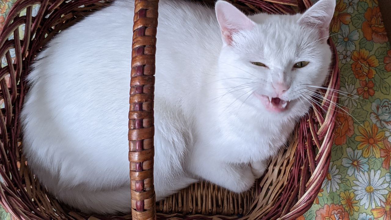 Cotton wool in a basket - My, cat, Basket, Cotton wool, Longpost