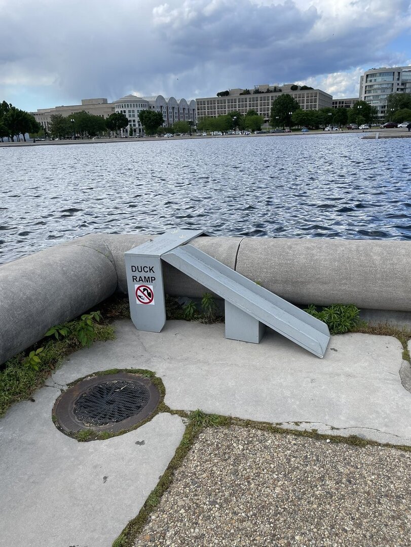 In Washington, near the Capitol, it is easier for ducks to get out of the water and return to the water. - Duck, Transition, Birds, Video, Longpost