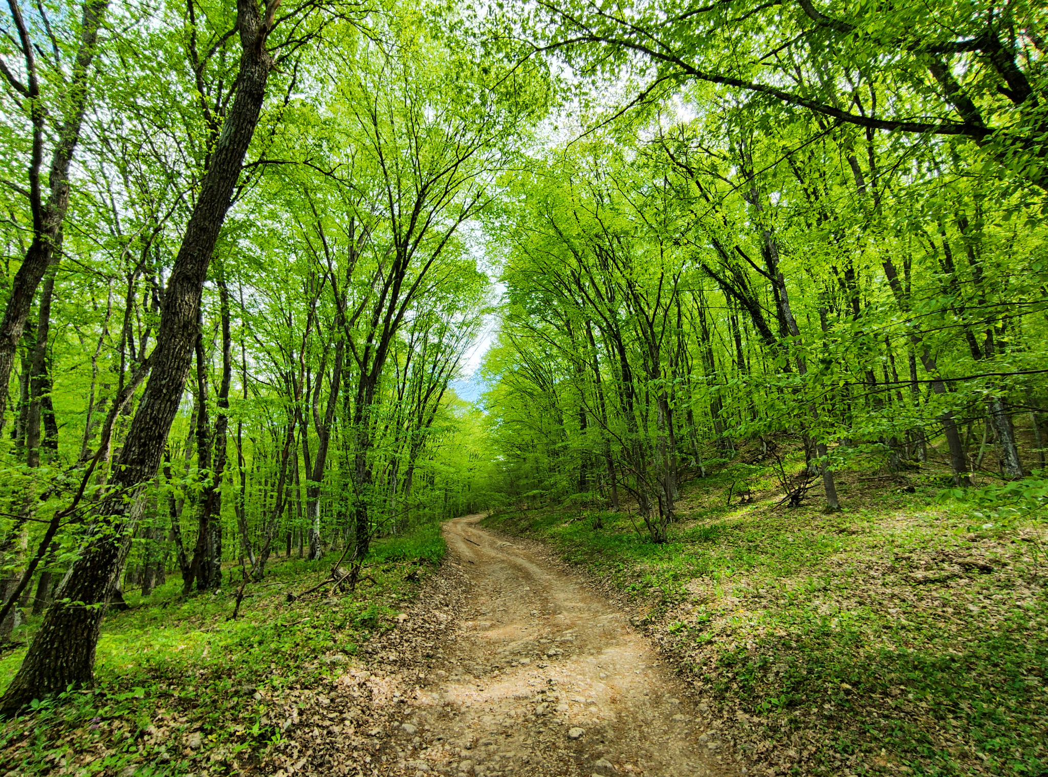 Spontaneous walk through partisan sites - My, Crimea, Partisans, Monument, Tourism, May 9 - Victory Day, Forest, Mobile photography, Longpost