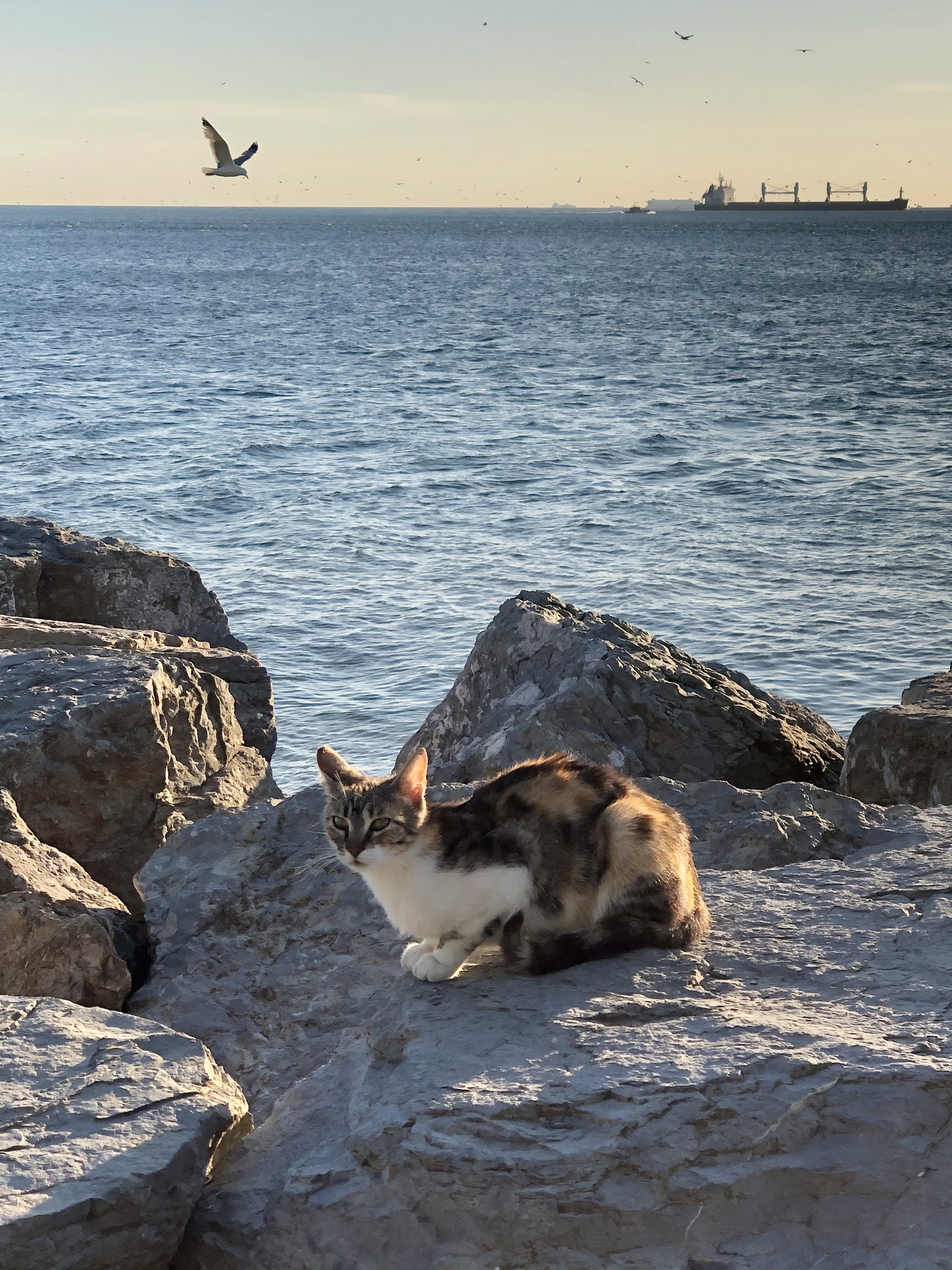 Triptych. My - My, Triptych, cat, Longpost