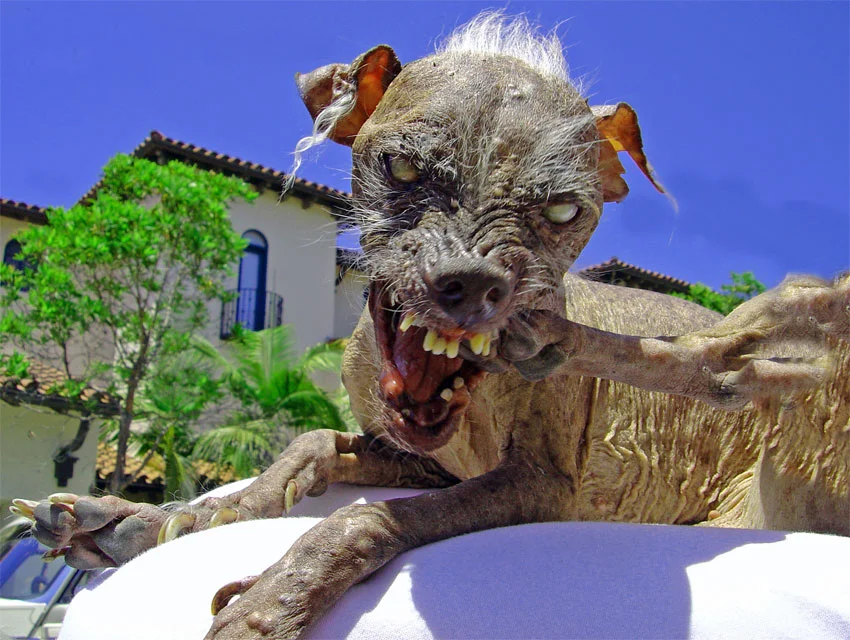 Китайская хохлатая: Самая некрасивая в мире порода собак. В этом виноват  «ген мертвеца» | Пикабу