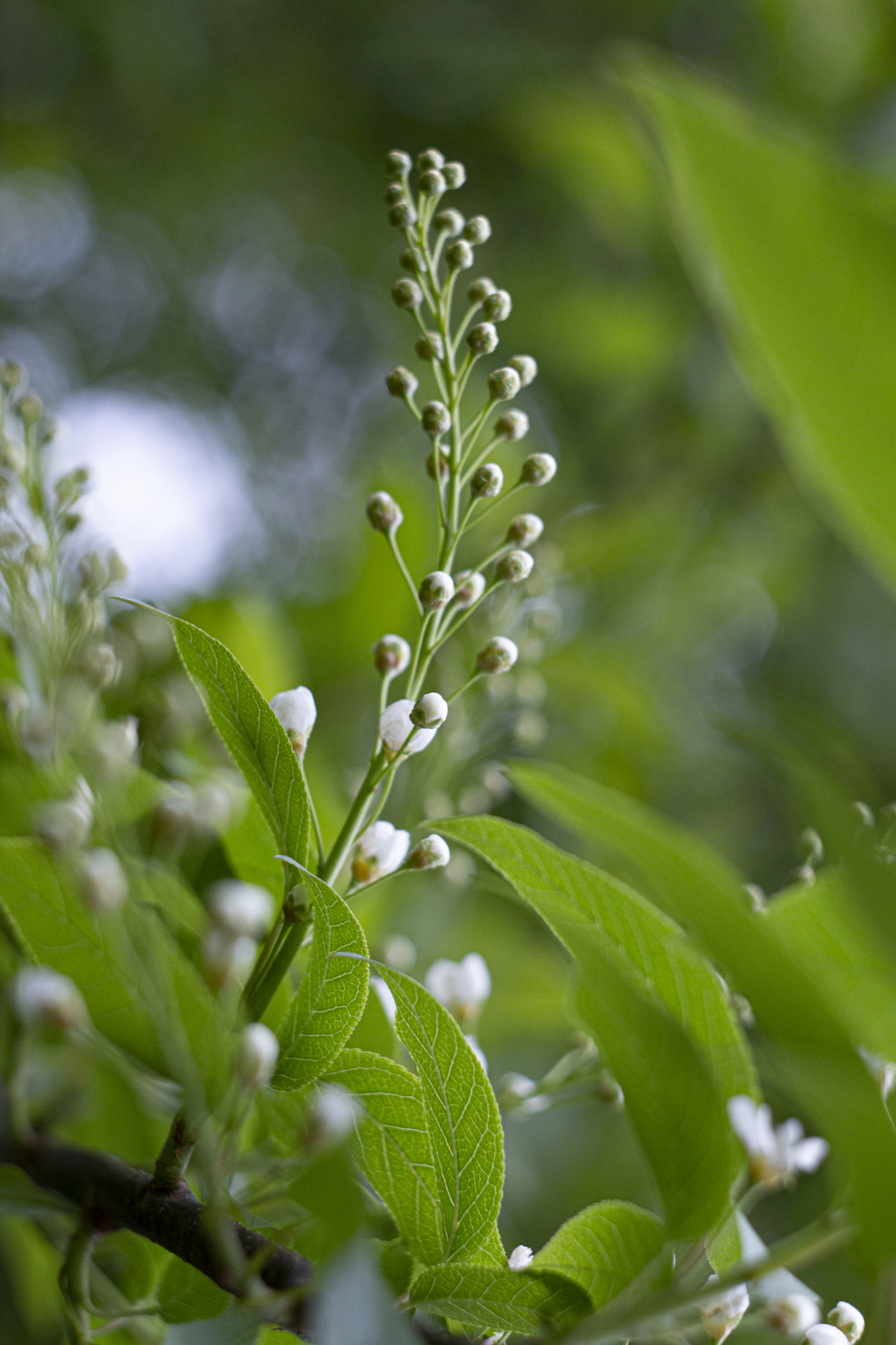 Freshness - My, The photo, Greenery, Leaves, Spring