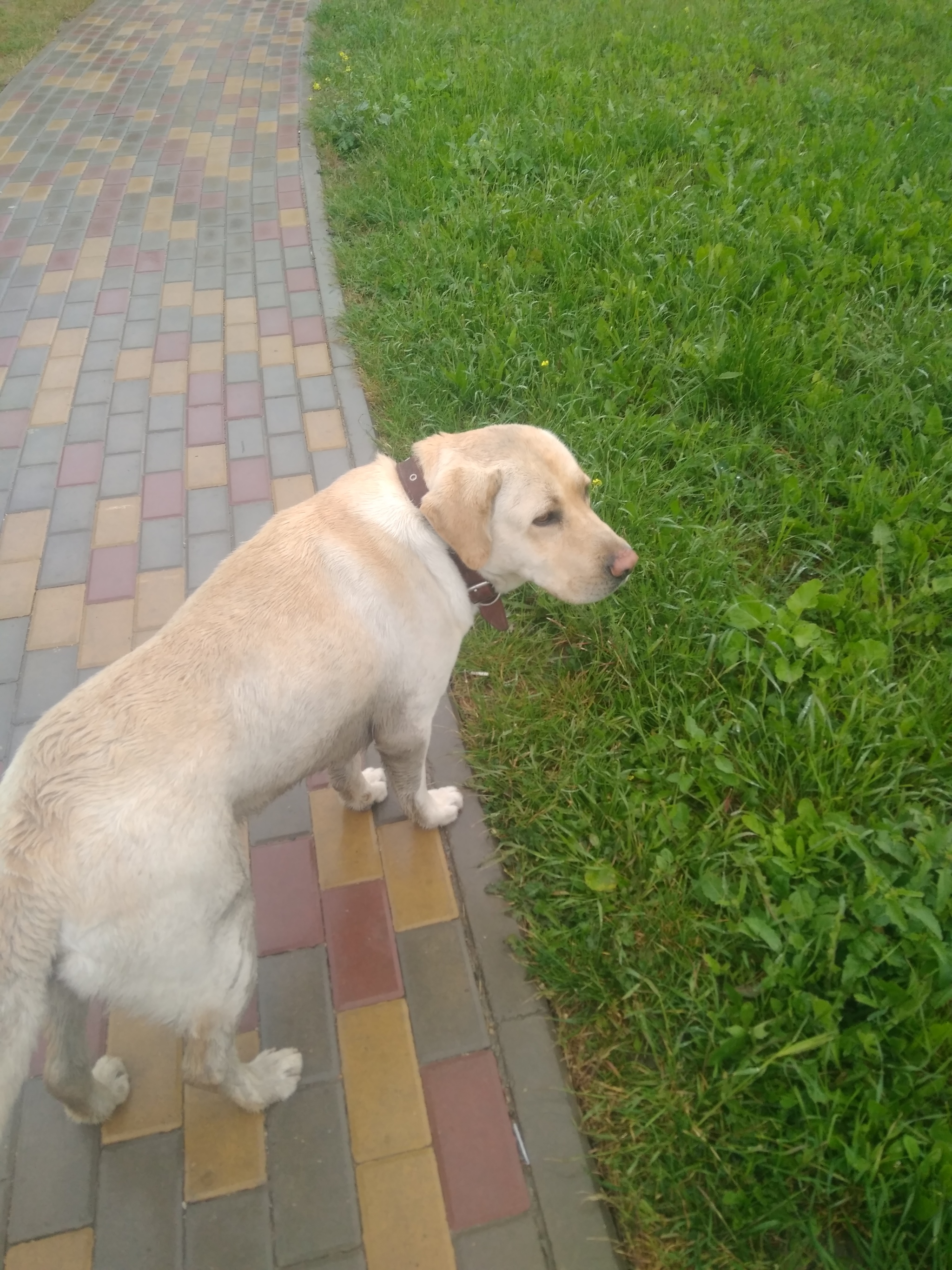 Waif - My, Dog, Found, Longpost, Lost, Anapa, Found a dog, No rating