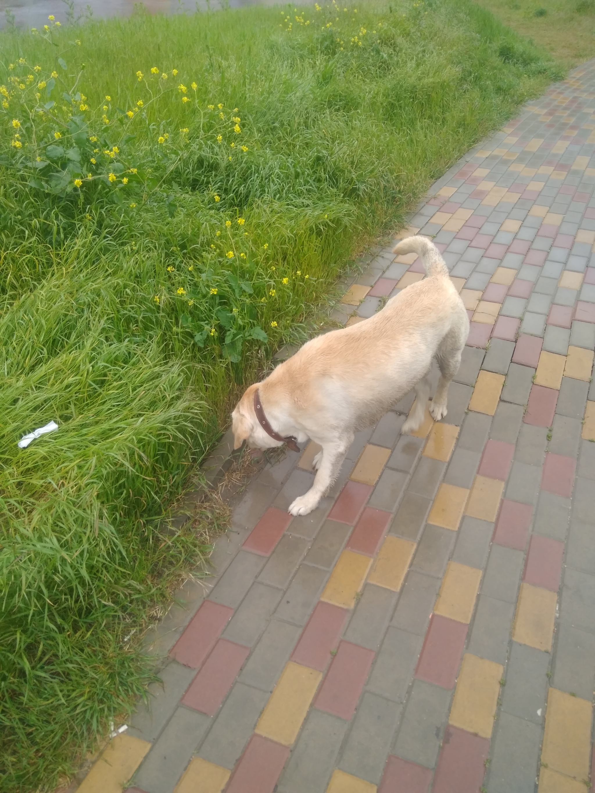 Waif - My, Dog, Found, Longpost, Lost, Anapa, Found a dog, No rating