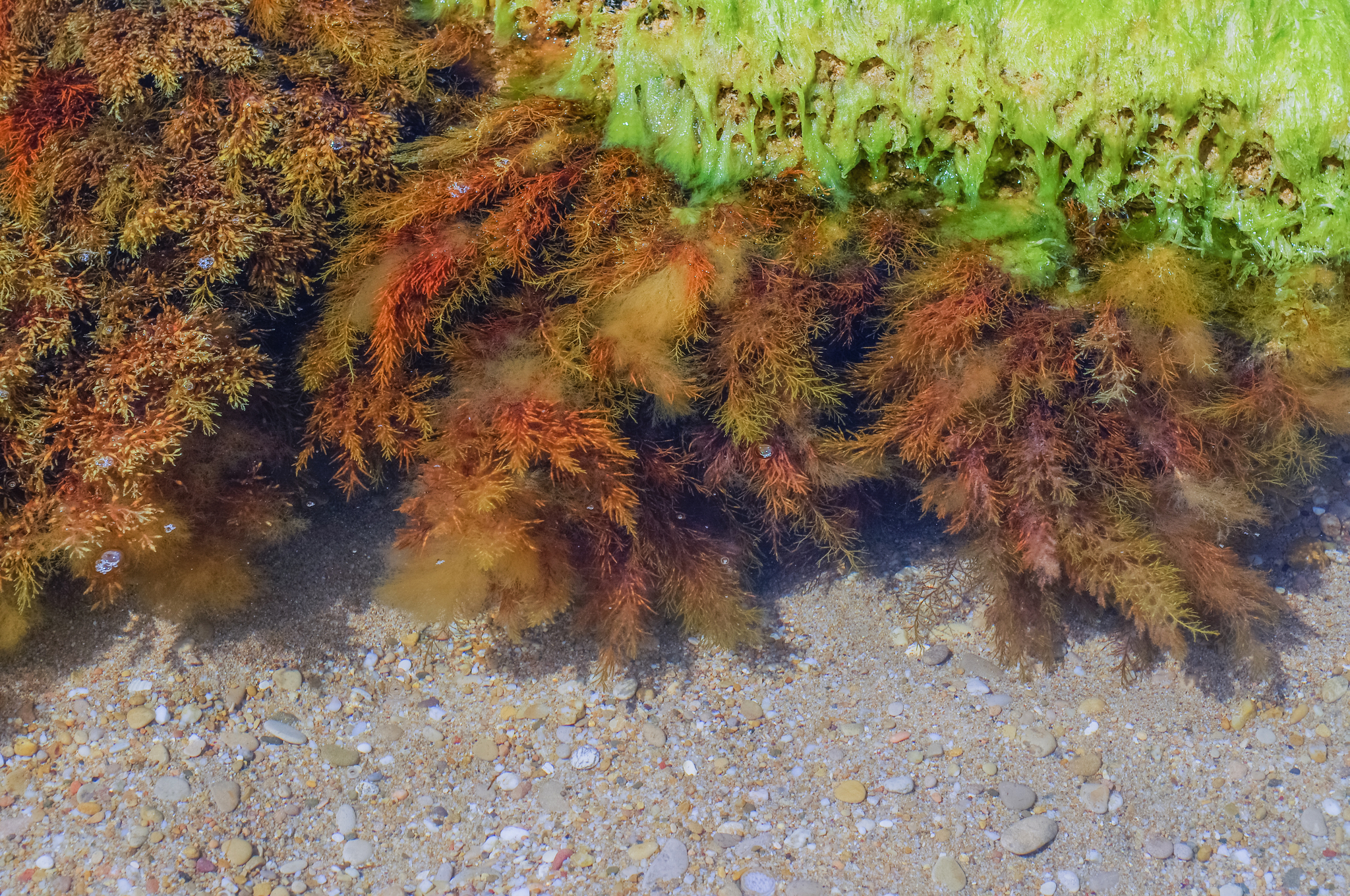 Темные водоросли. Бородатая цистозира черное море. Цистозира водоросль черного моря. Лауренсия водоросль чёрное море. Красные водоросли черного моря.