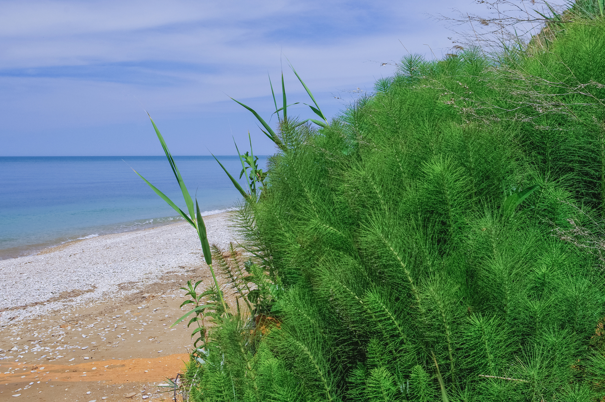 Морские водоросли в Крыму фото