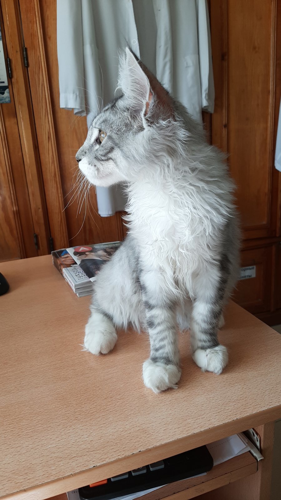 PLEASE TELL ME - My, Maine Coon, Kittens, Longpost, cat