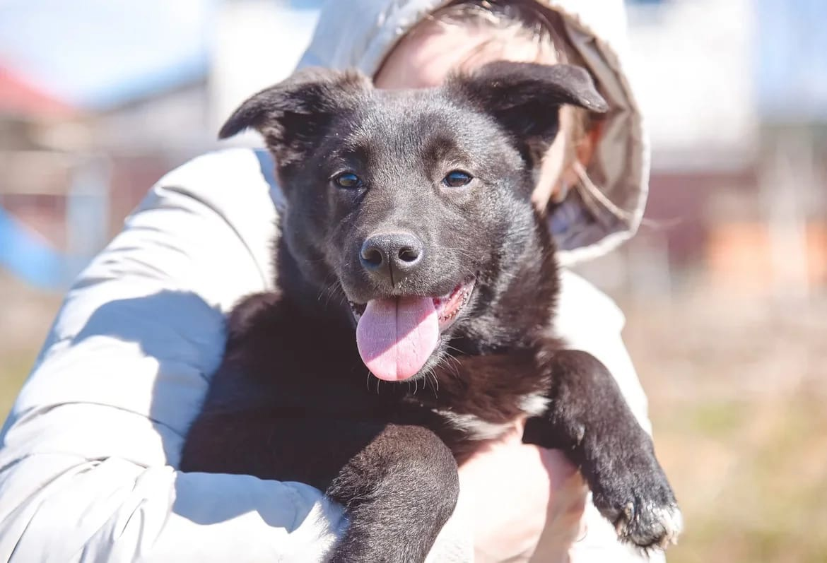 Continuation of the post They grew up) - No rating, In good hands, Dog, Blackie, Puppies, Moscow region, Pets, Repost, , Social networks, Reply to post