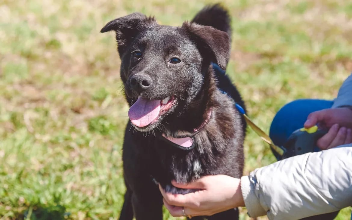 Continuation of the post They grew up) - No rating, In good hands, Dog, Blackie, Puppies, Moscow region, Pets, Repost, , Social networks, Reply to post