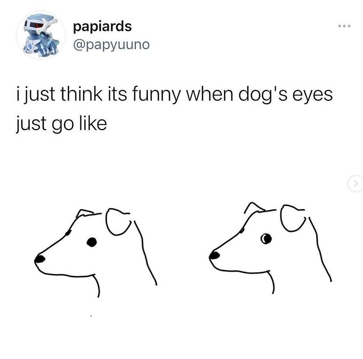 I think it's funny when a dog's eyes do this. - Dog, Memes, Longpost, Humor, Seal