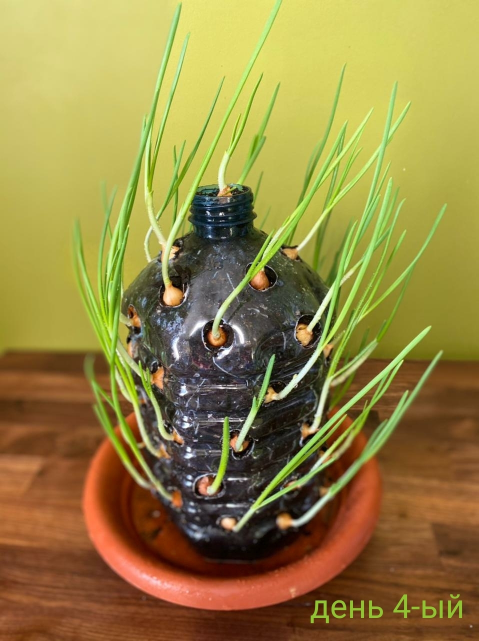 onion tree - My, Onion, Life hack, Greenery, Fresh, Longpost, Trypophobia