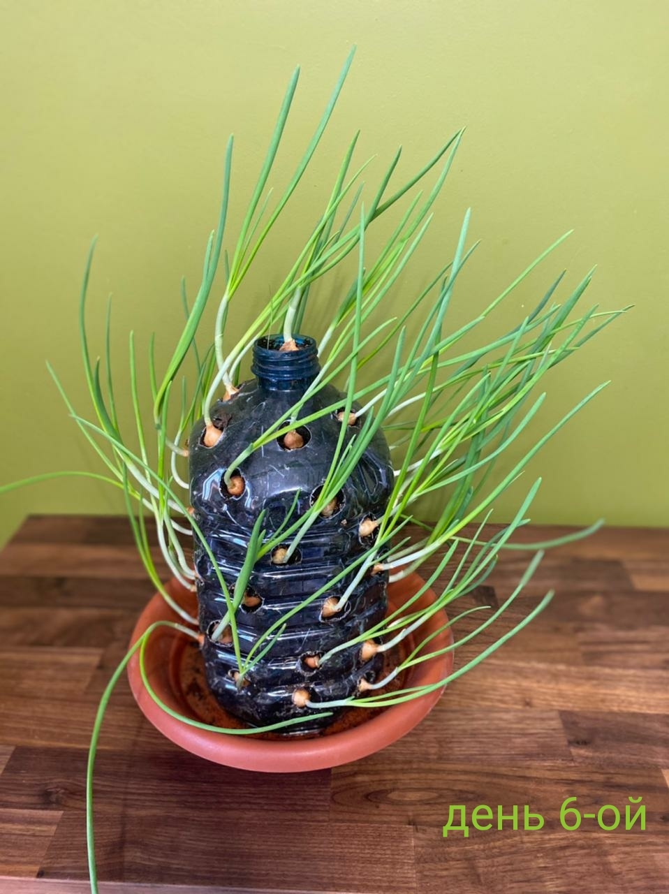 onion tree - My, Onion, Life hack, Greenery, Fresh, Longpost, Trypophobia