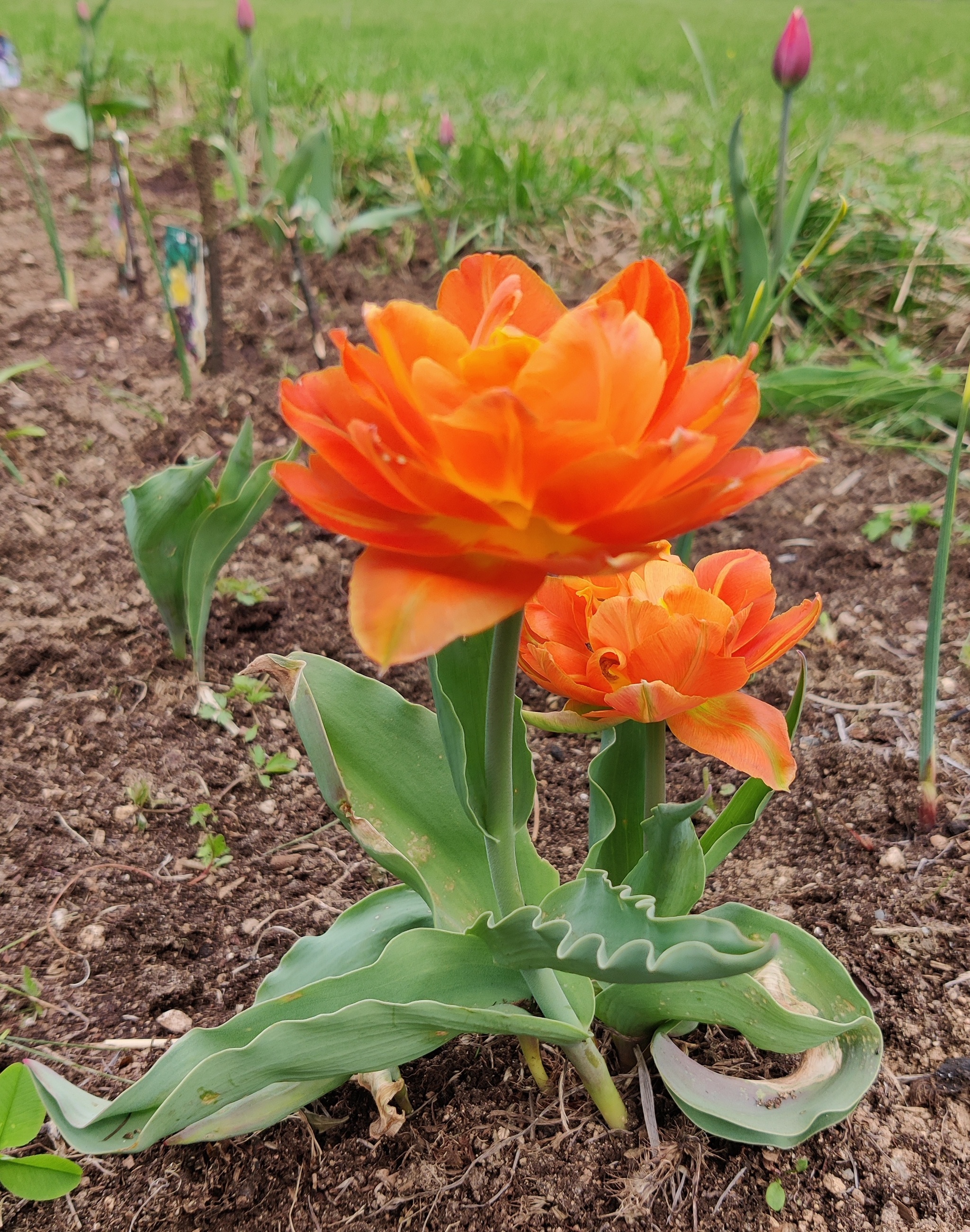 First tulips - My, Flowers, Tulips, Spring, Dacha, Подмосковье, The photo