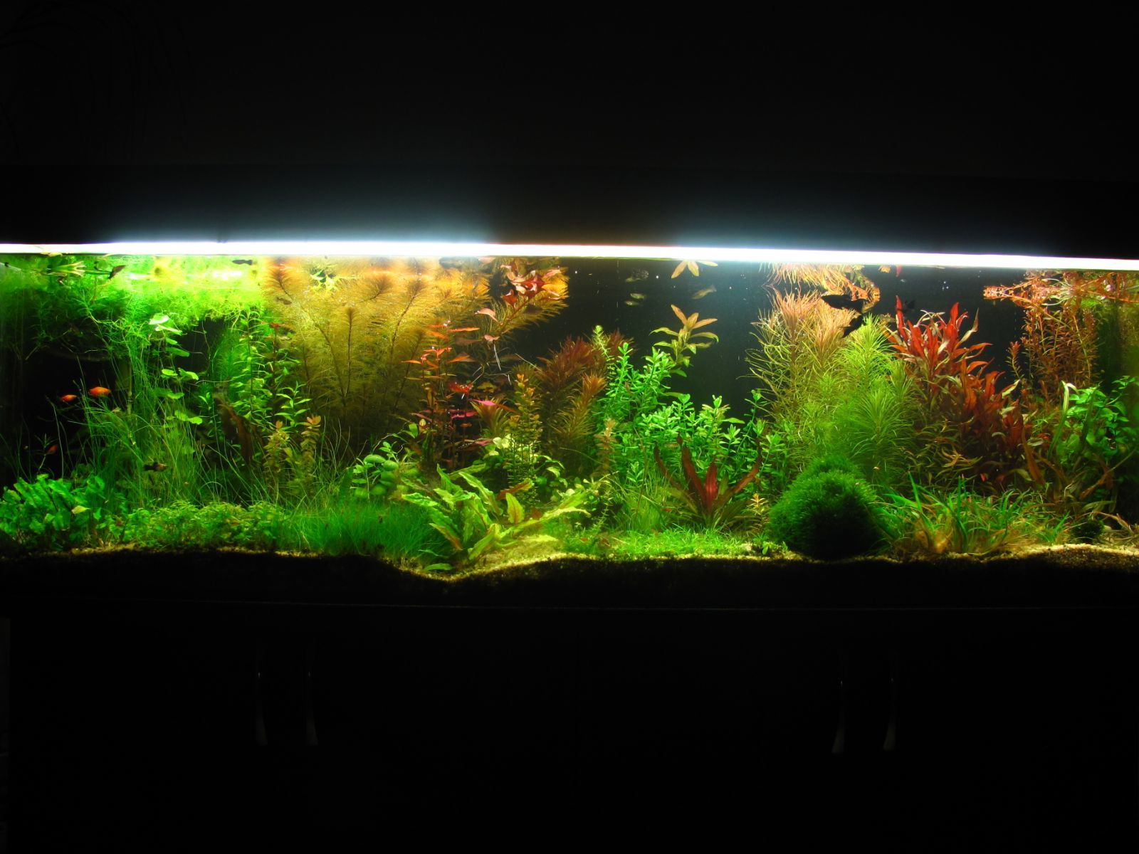 My banks - My, Aquarium, Hobby