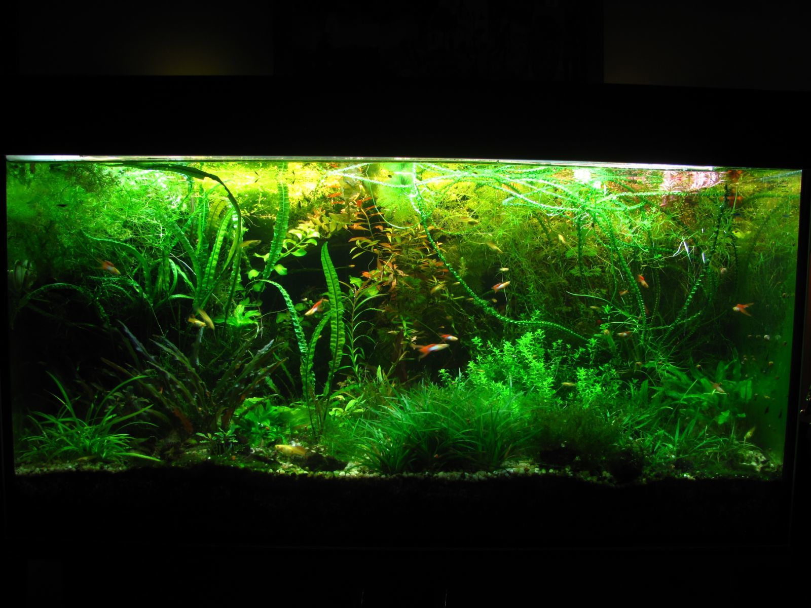 My banks - My, Aquarium, Hobby