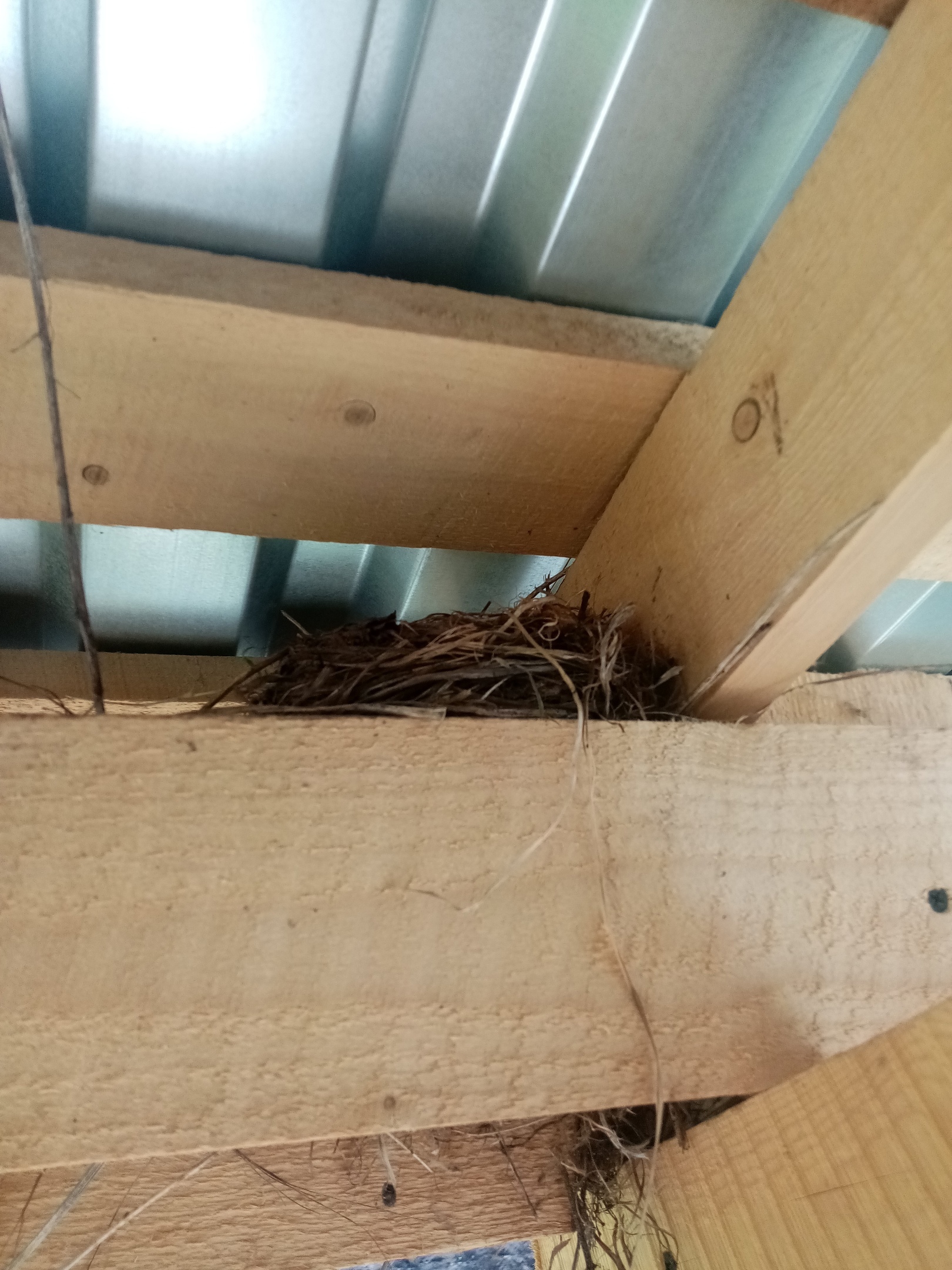 I found a nest under a canopy near the porch, I just wondered whose it was. Ornithologists, I call you! Yandex did not give an exact answer from the photo ( - My, Birds, Nest, Eggs, Ornithology League