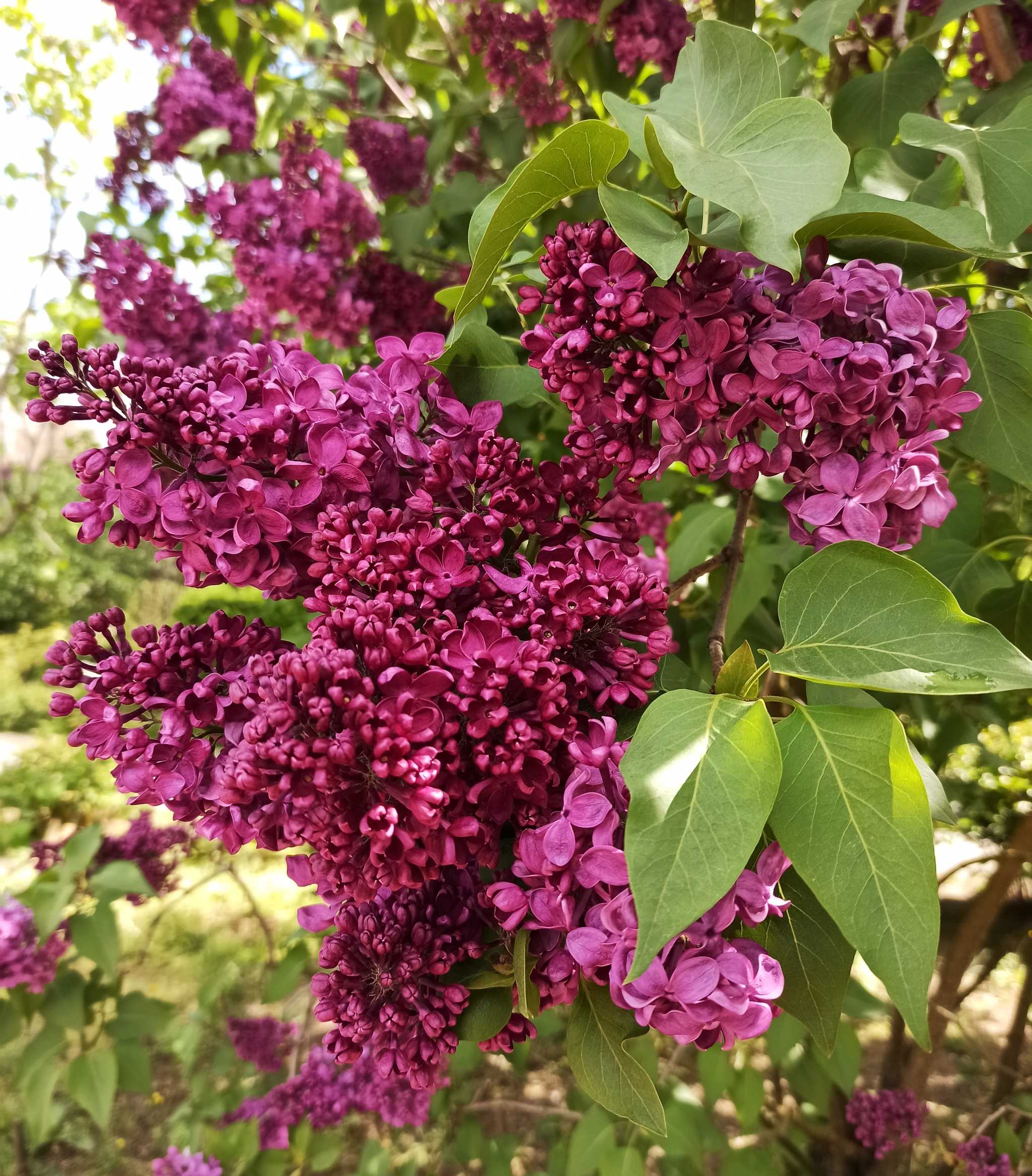 Siringarium in the Botanical Garden. N. V. Bagrova (Simferopol) - Botanical Garden, Lilac, Simferopol, KFU, Longpost