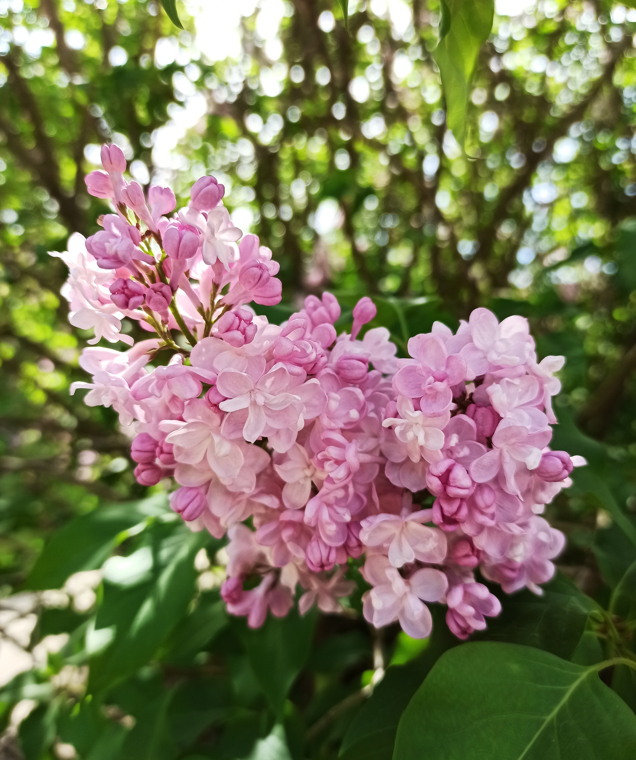 Siringarium in the Botanical Garden. N. V. Bagrova (Simferopol) - Botanical Garden, Lilac, Simferopol, KFU, Longpost