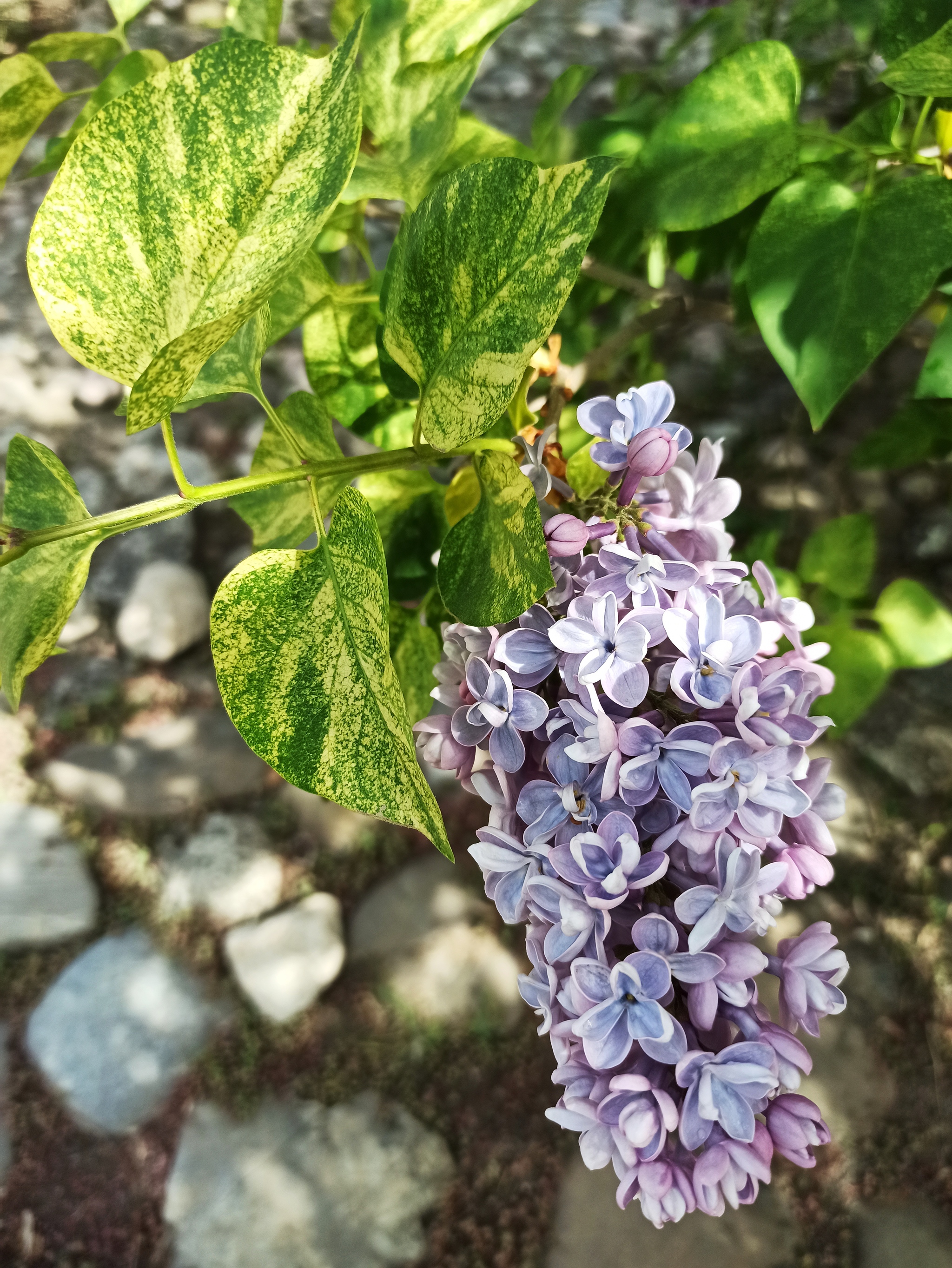 Siringarium in the Botanical Garden. N. V. Bagrova (Simferopol) - Botanical Garden, Lilac, Simferopol, KFU, Longpost