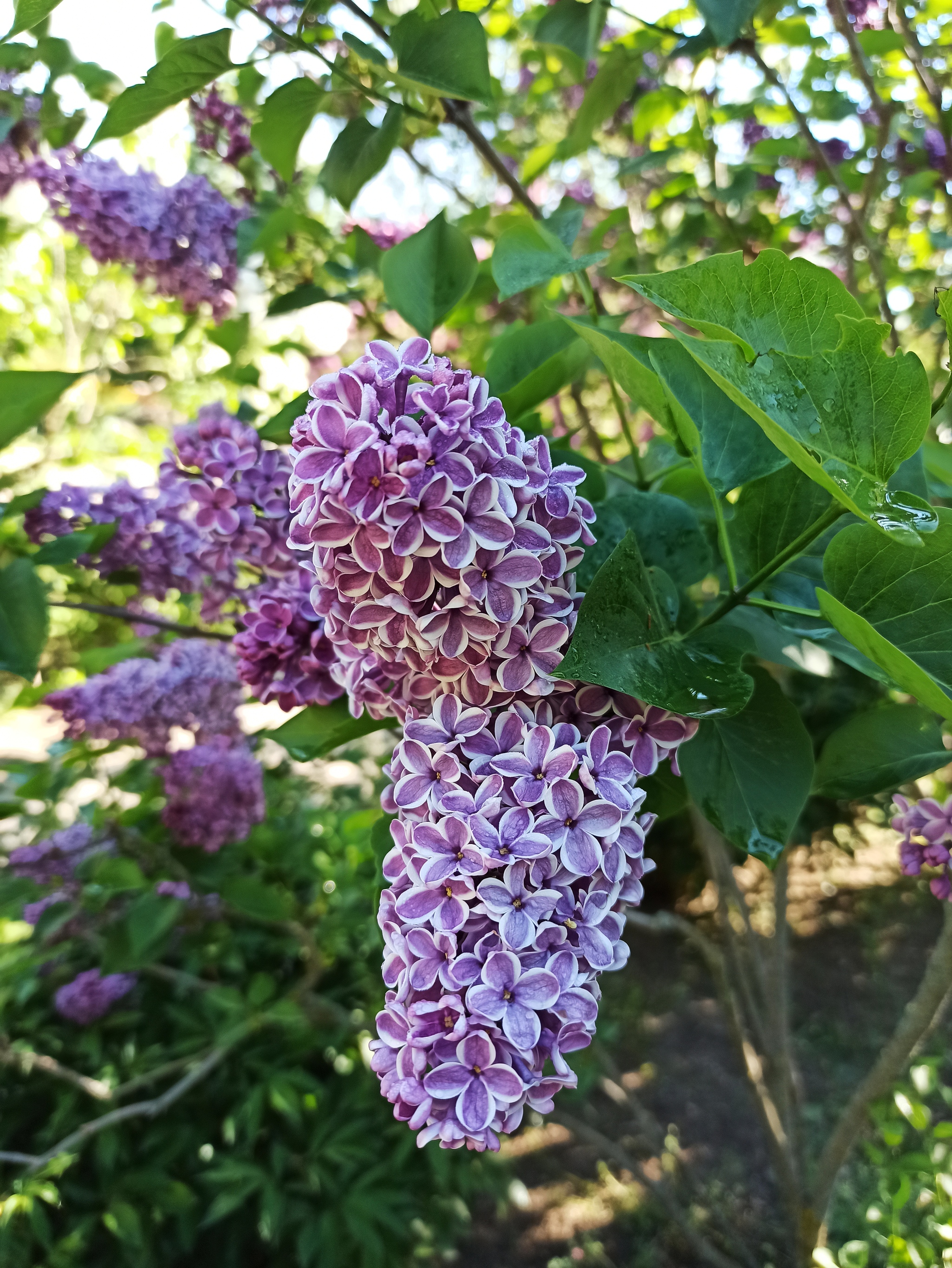 Siringarium in the Botanical Garden. N. V. Bagrova (Simferopol) - Botanical Garden, Lilac, Simferopol, KFU, Longpost