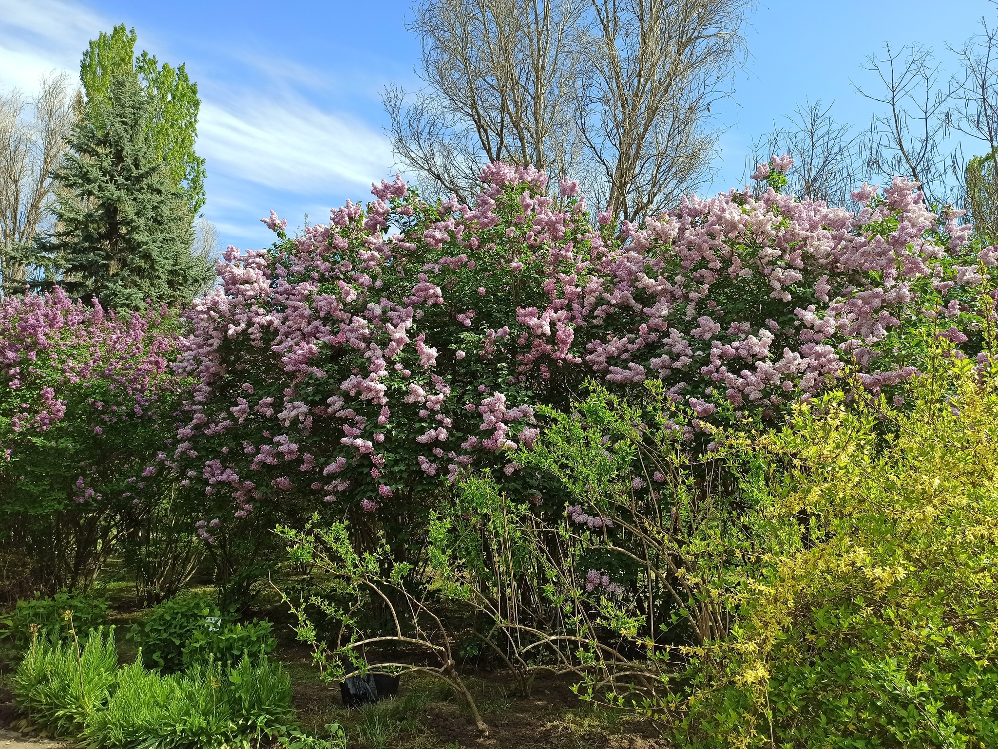 Siringarium in the Botanical Garden. N. V. Bagrova (Simferopol) - Botanical Garden, Lilac, Simferopol, KFU, Longpost