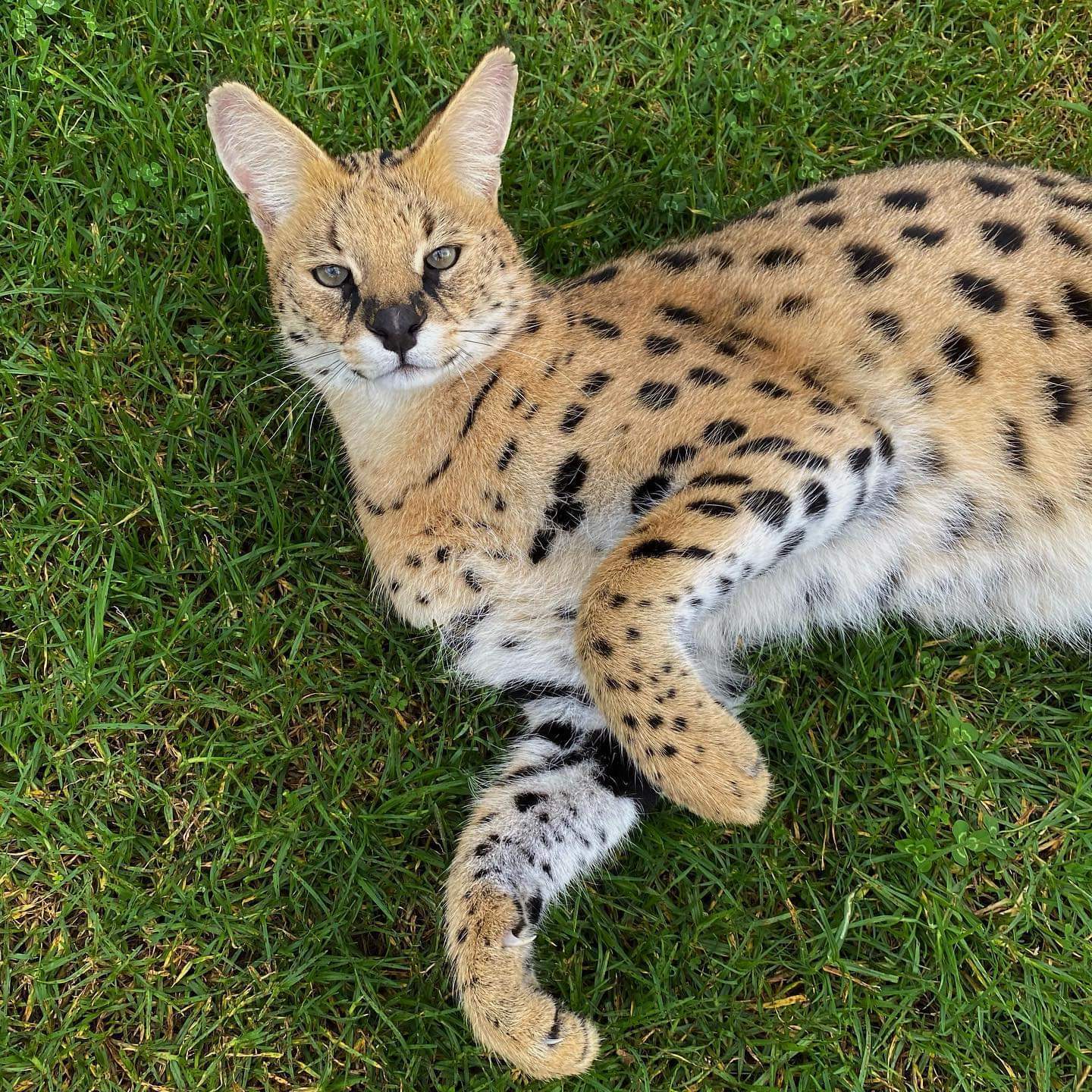 Kitty wants hugs. Who is first? - Serval, Small cats, Cat family, Milota, Animals, The photo, Australia, Reserves and sanctuaries, , Animal Rescue, Longpost, Wild cat center