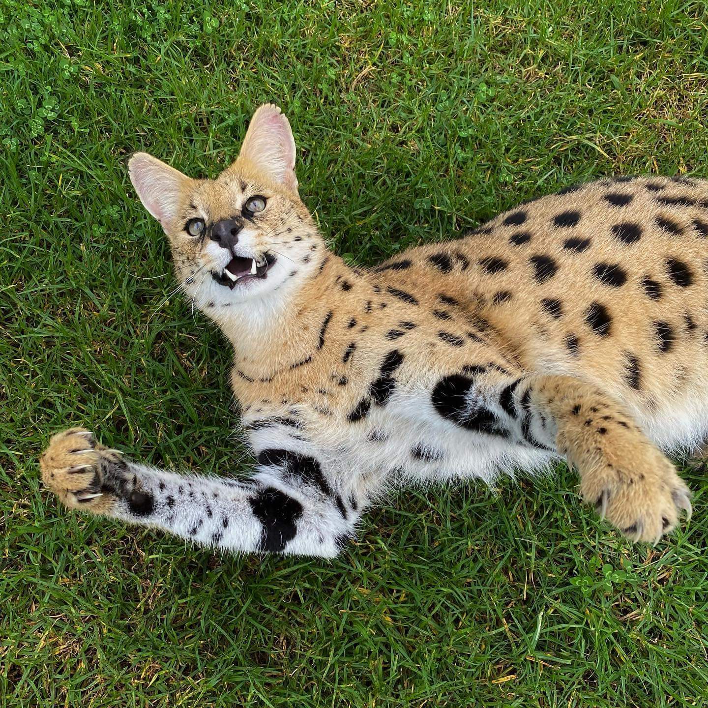 Kitty wants hugs. Who is first? - Serval, Small cats, Cat family, Milota, Animals, The photo, Australia, Reserves and sanctuaries, , Animal Rescue, Longpost, Wild cat center