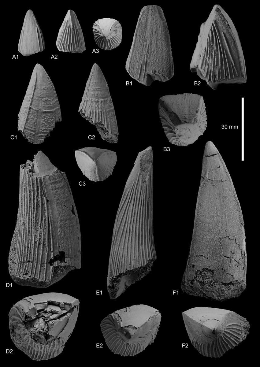 Jurassic marine reptiles of Moscow and Moscow region part 1 - Paleontology, The science, Fossils, Moscow, Подмосковье, Mesozoic, Longpost