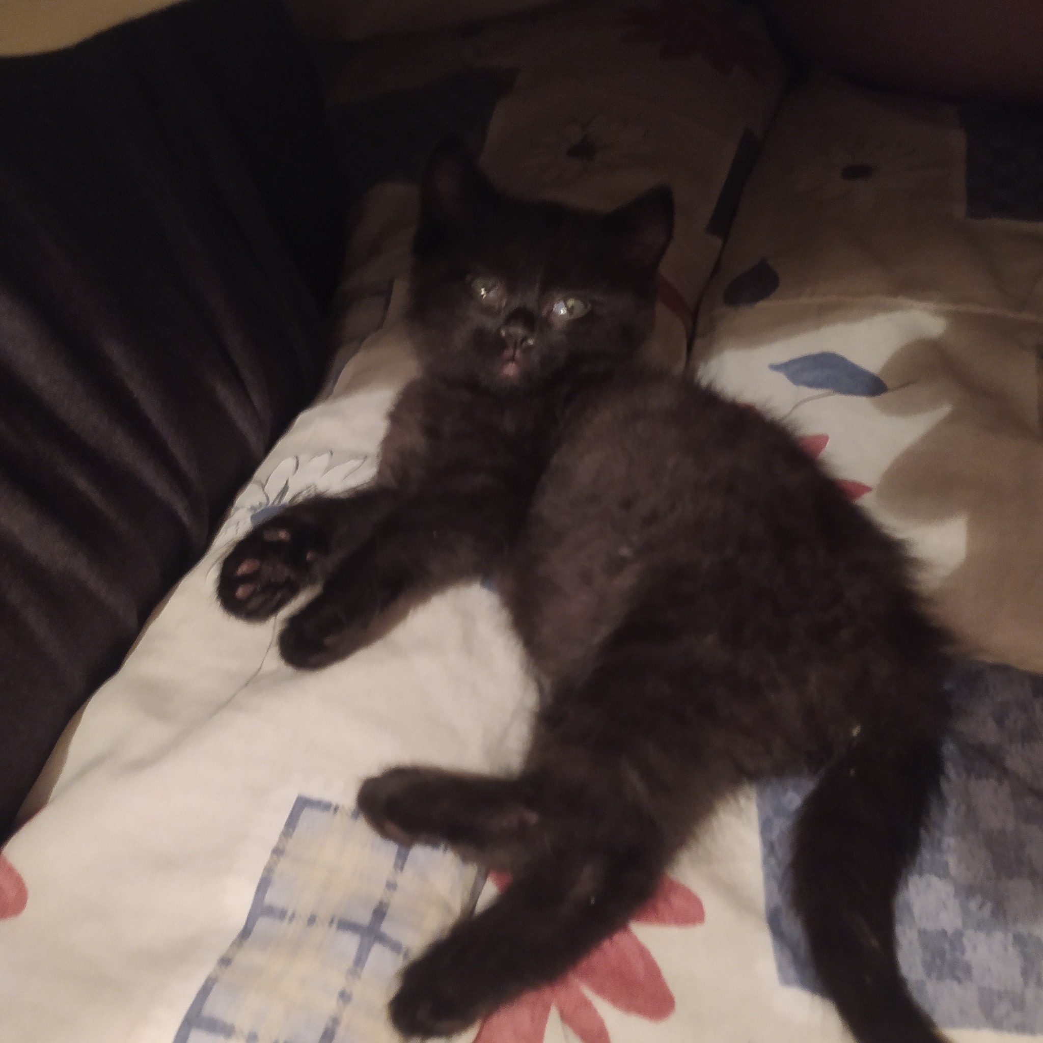 I finally found my friend - My, cat, Black cat, Milota, Friend, Video, Longpost, Kittens, Foundling