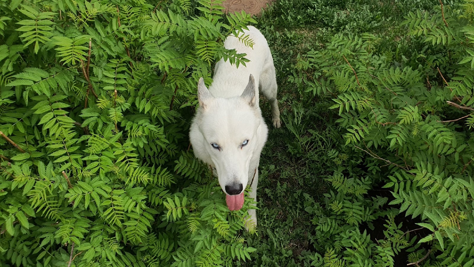 Photo at the entrance - My, The photo, Wolfhound, Dog, Animalistics, Longpost