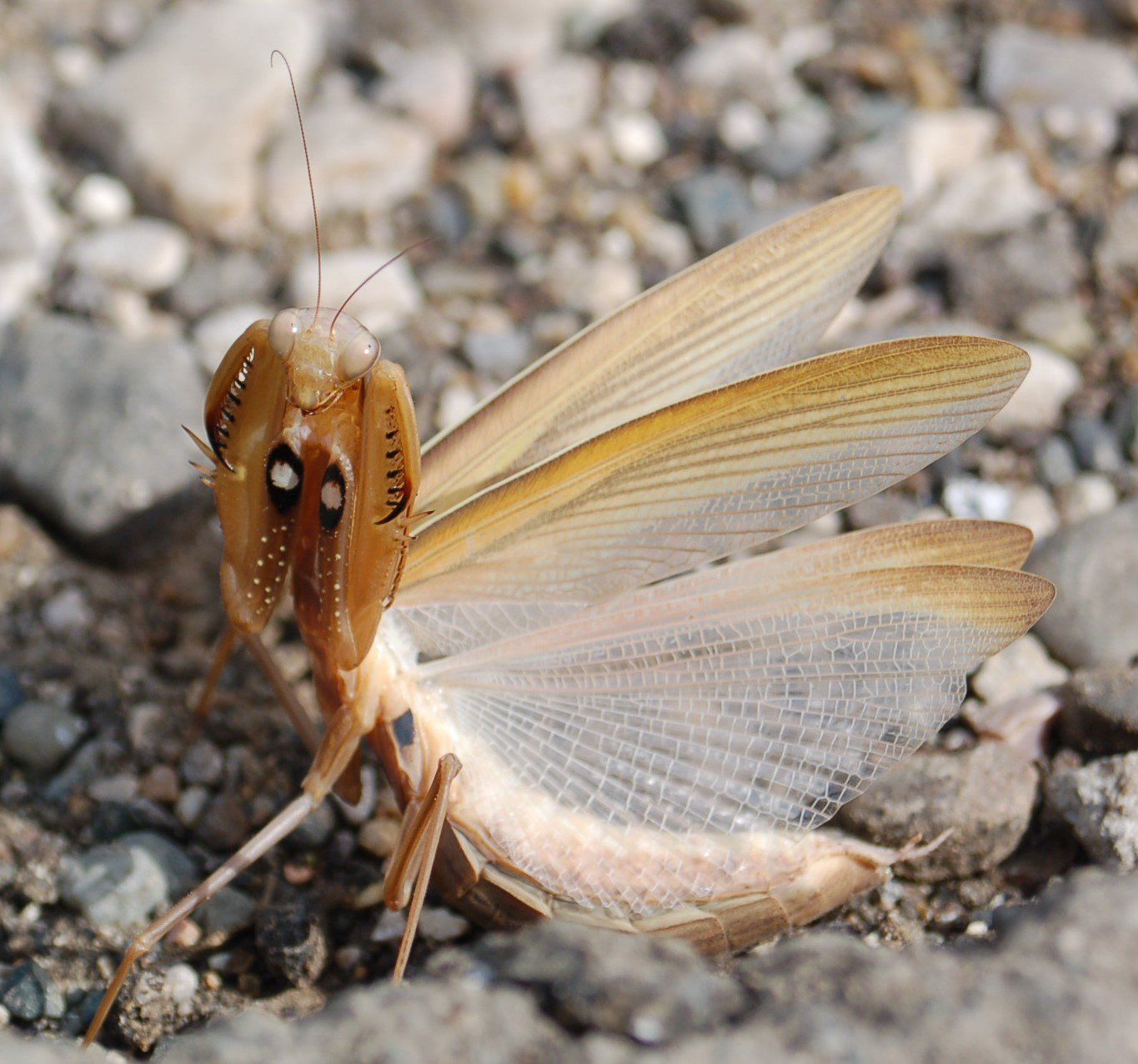 Mantis in anger - Mantis, Insects, The national geographic, The photo, beauty of nature