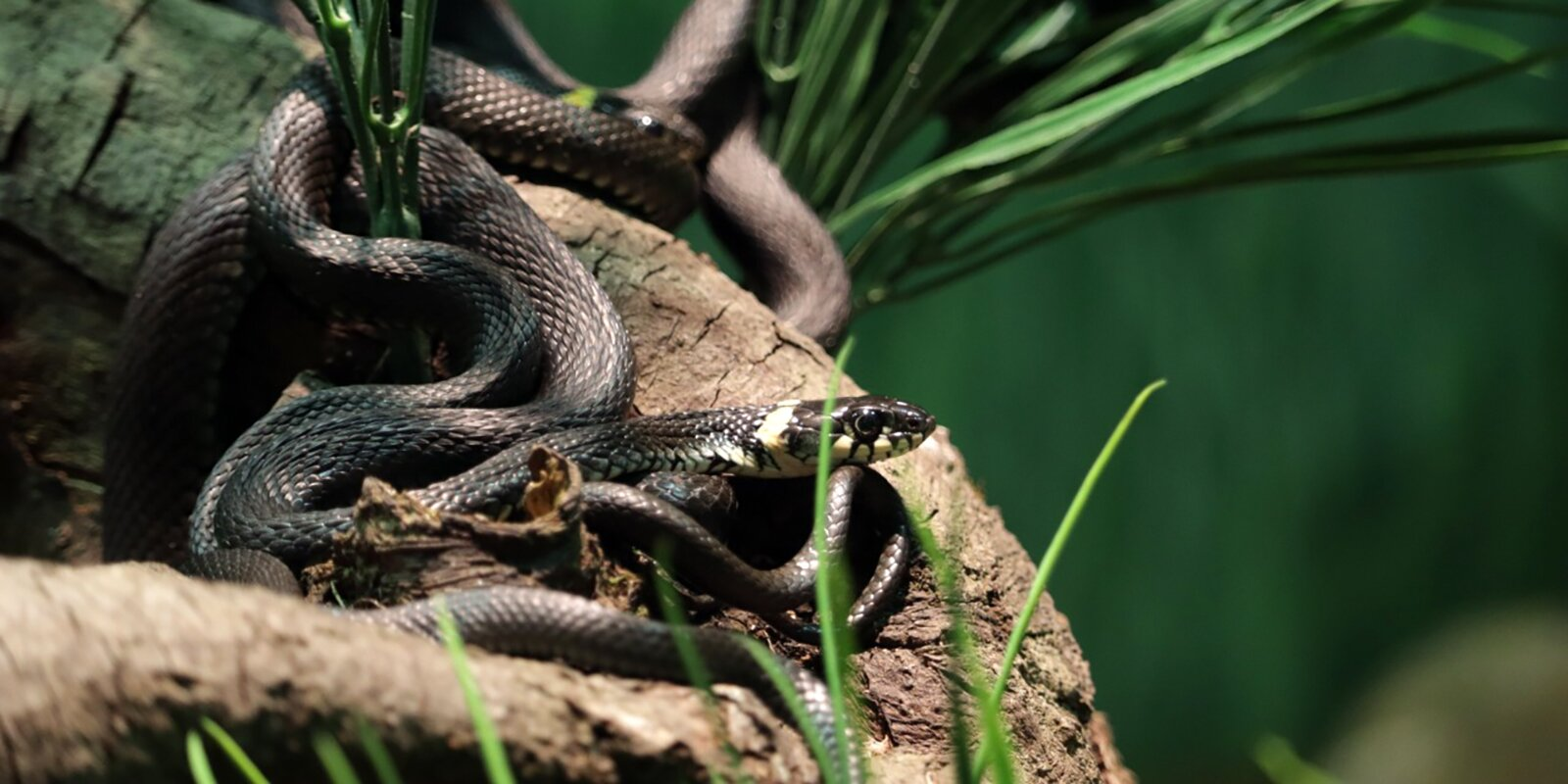 Snake safari: the zoo opened a new pavilion - Reptiles, Snake, Chameleon, Zoo, Moscow Zoo, Video, Longpost