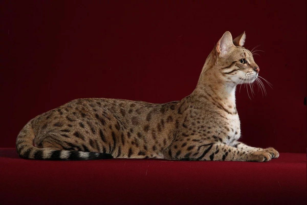 Savannah is considered one of the most expensive cat breeds in the world. - Facts, Informative