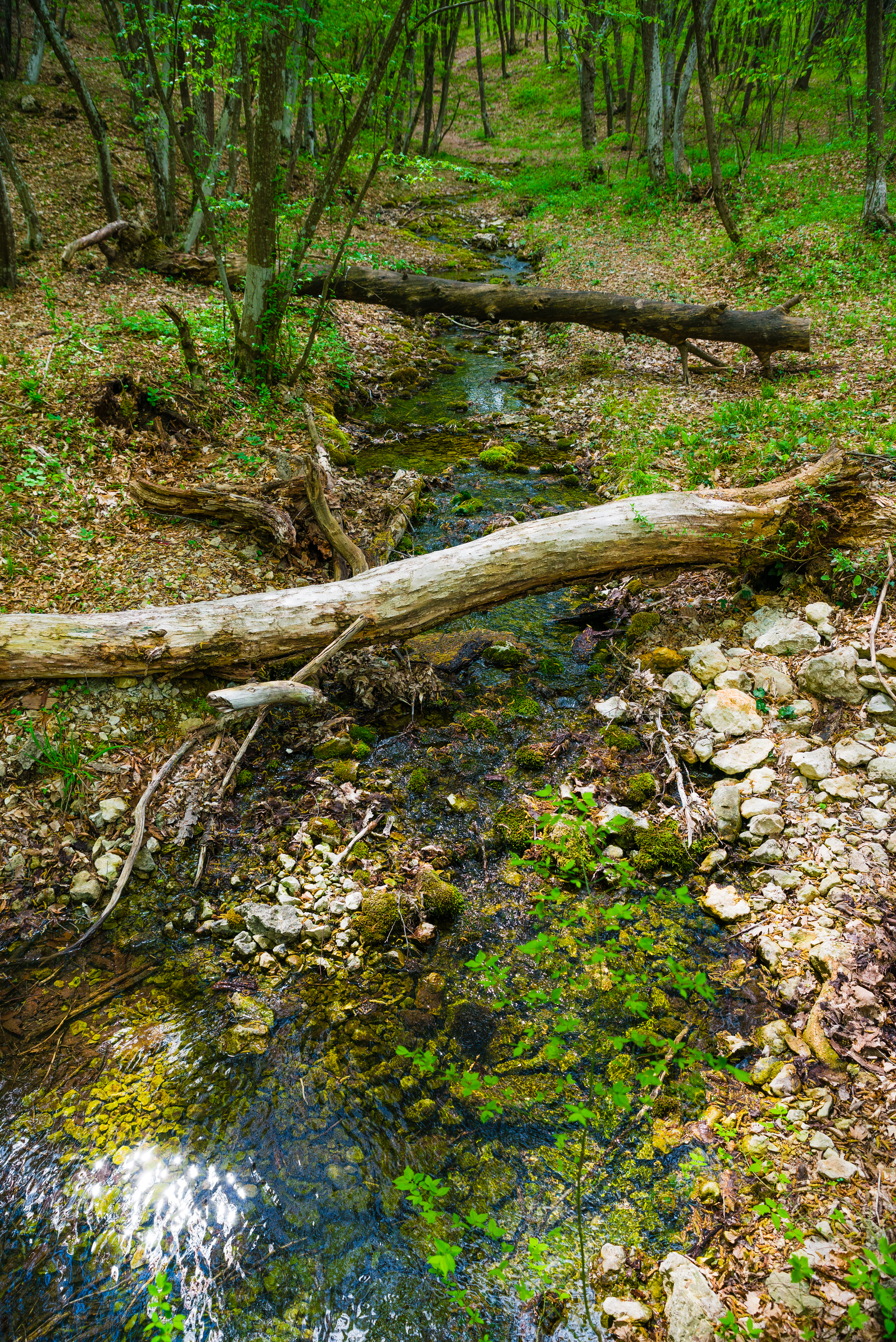 forest river - My, Forest, River, The photo, Tourism, Nature