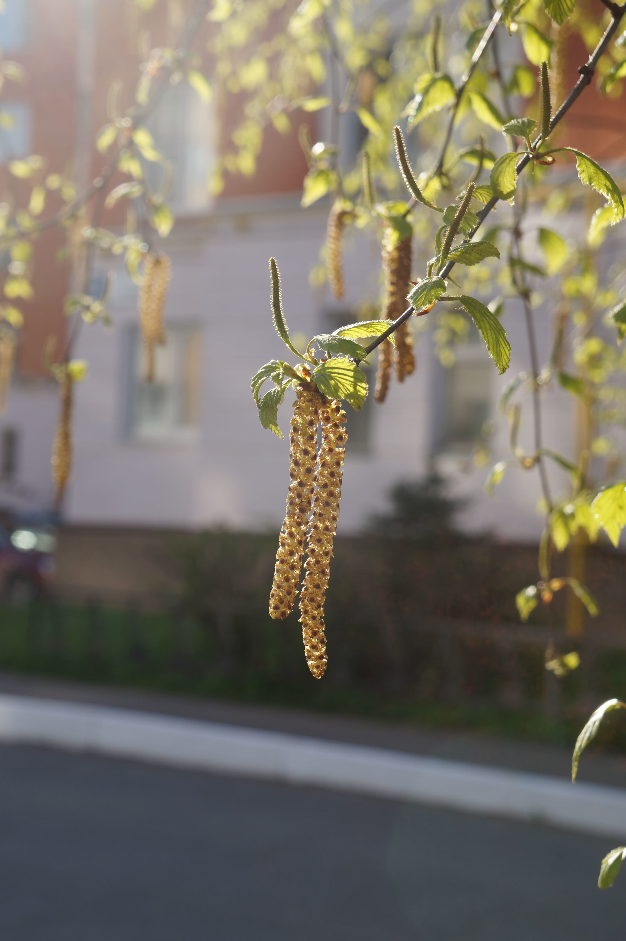 Spring way! =) - My, Obninsk, Spring, Flowers, Dandelion, The nature of Russia, Longpost