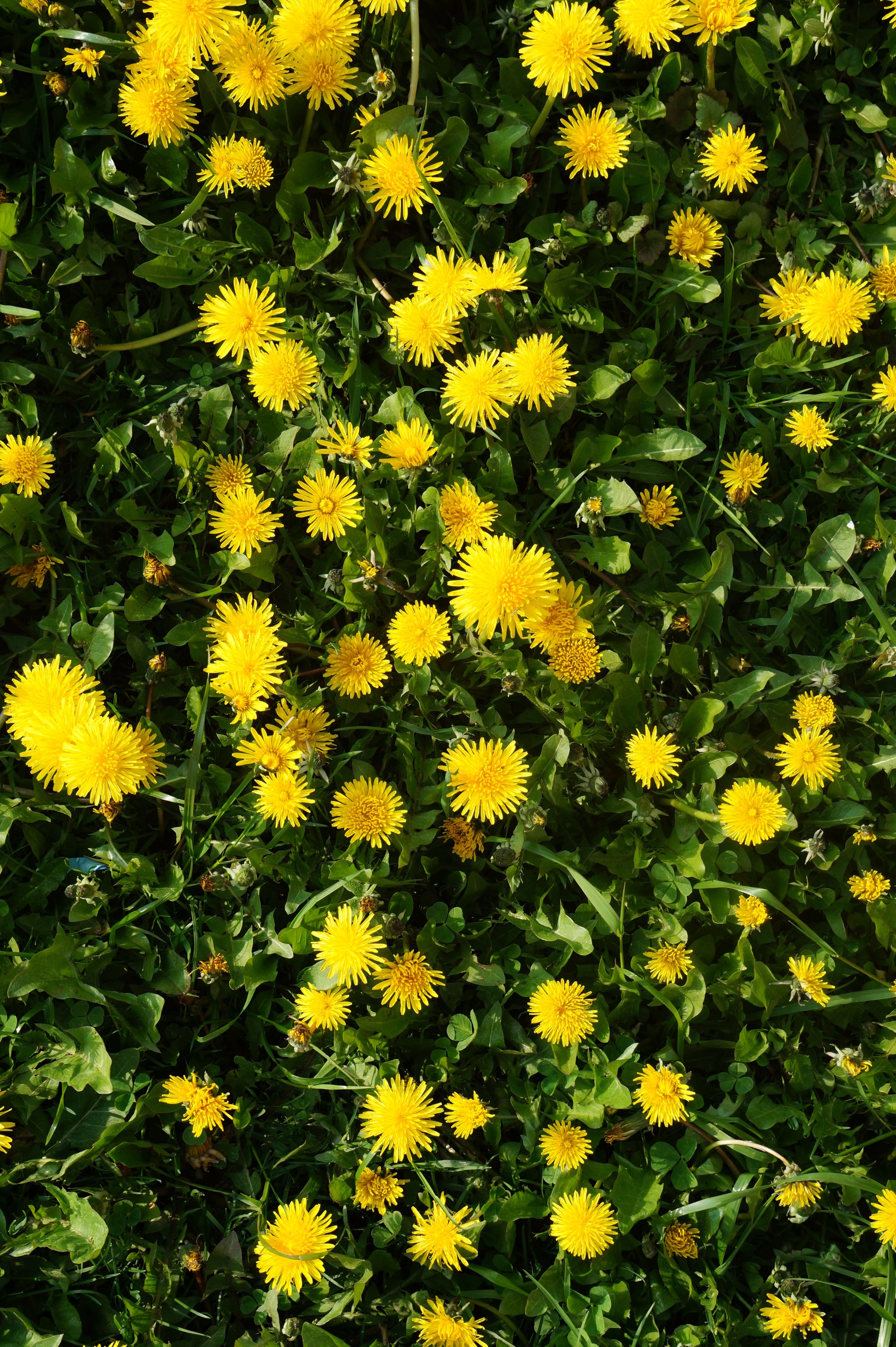 Spring way! =) - My, Obninsk, Spring, Flowers, Dandelion, The nature of Russia, Longpost