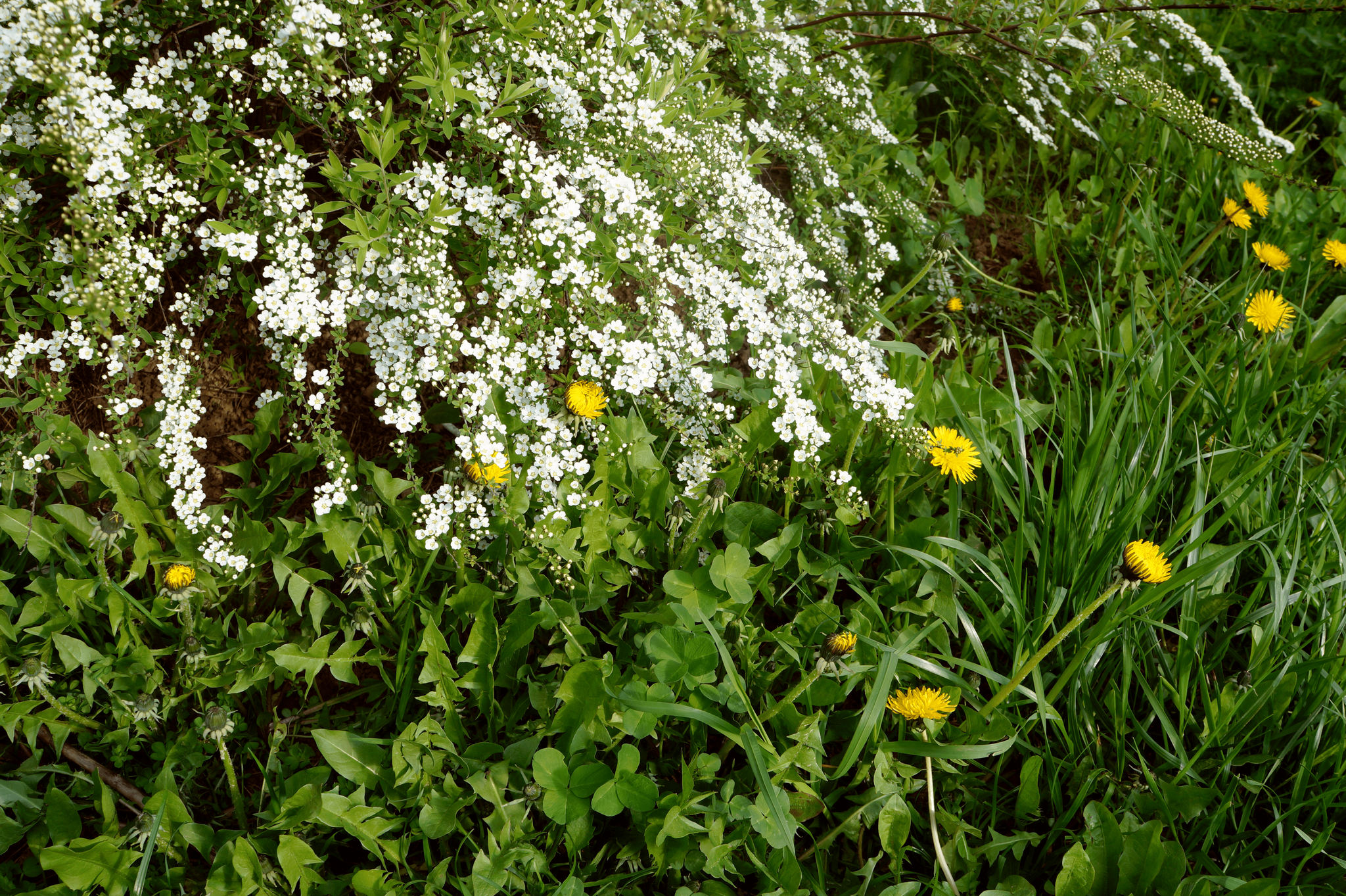 Spring way! =) - My, Obninsk, Spring, Flowers, Dandelion, The nature of Russia, Longpost