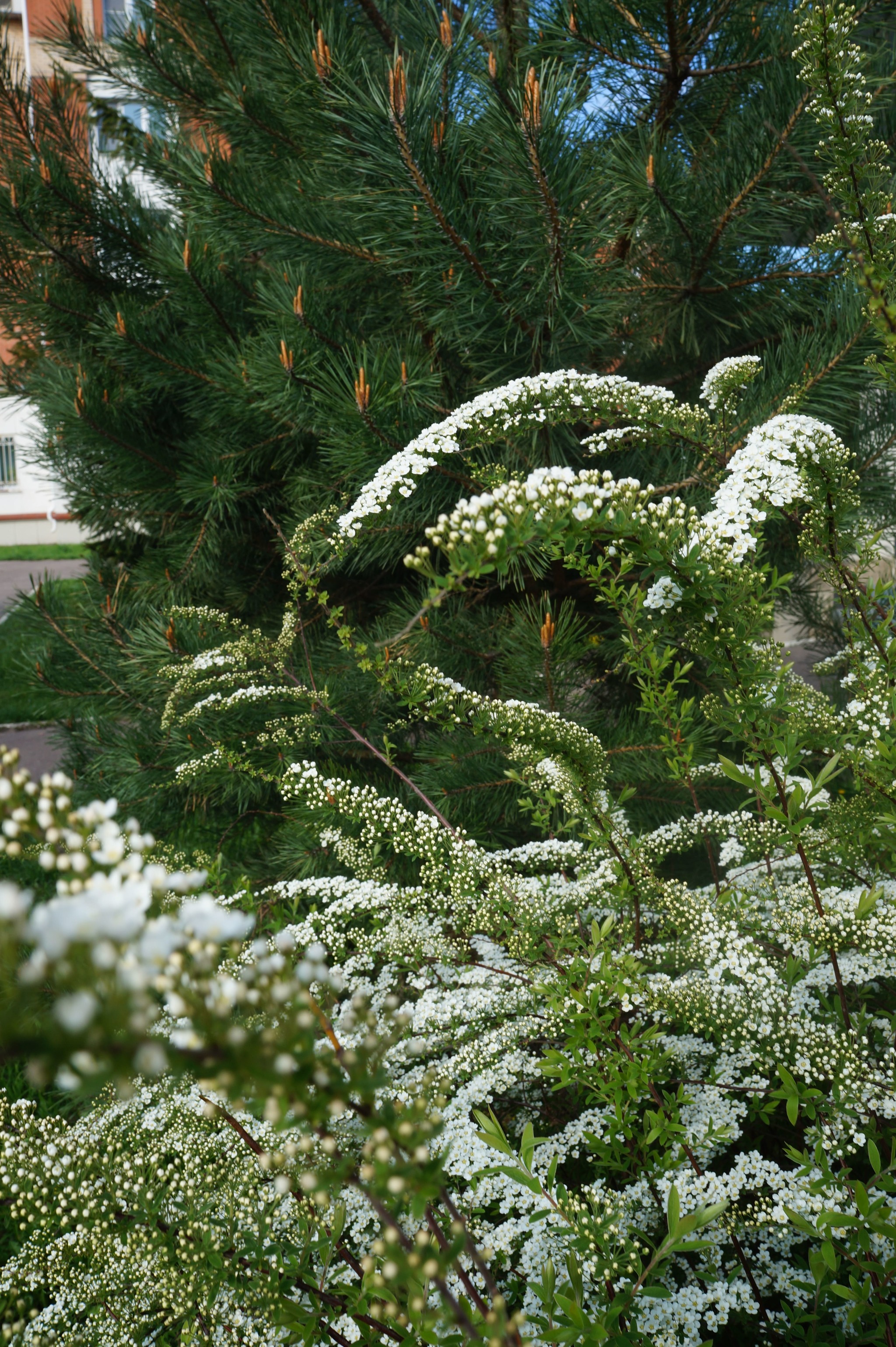 Spring way! =) - My, Obninsk, Spring, Flowers, Dandelion, The nature of Russia, Longpost