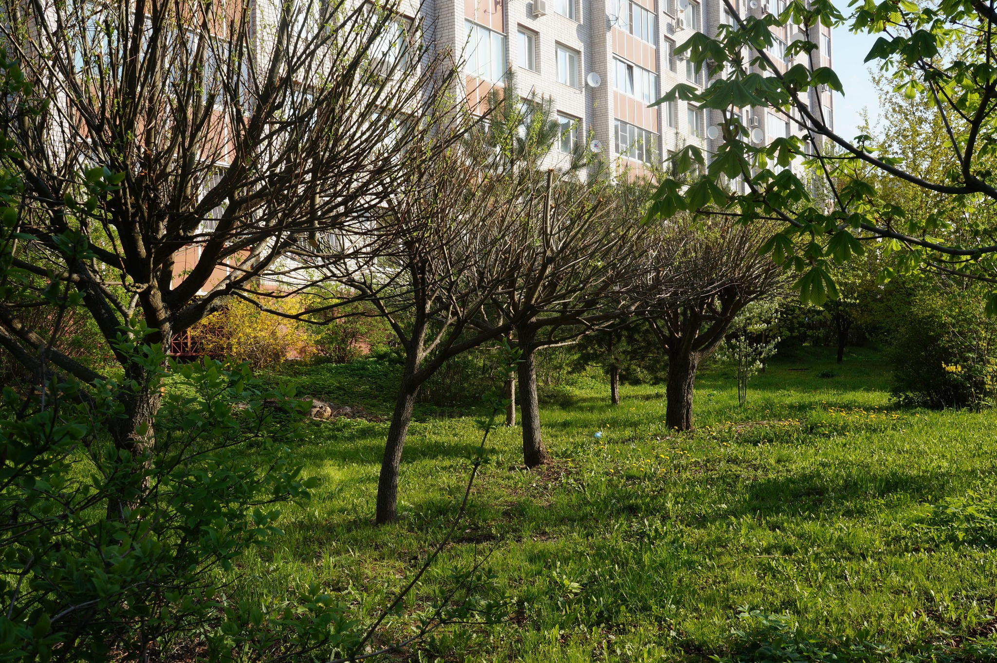 Spring way! =) - My, Obninsk, Spring, Flowers, Dandelion, The nature of Russia, Longpost