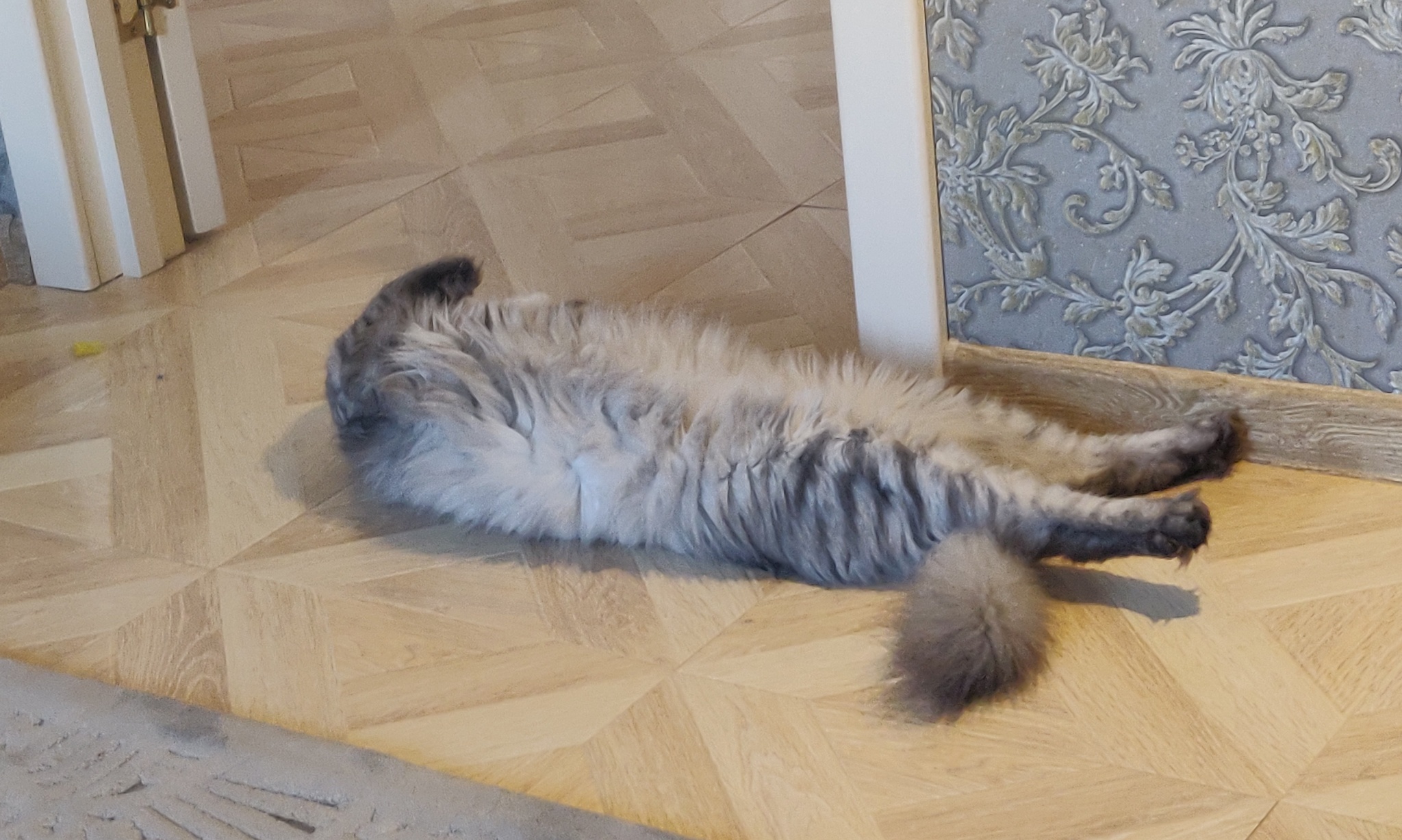 The heat suddenly came to Peter - My, cat, Heat, Saint Petersburg