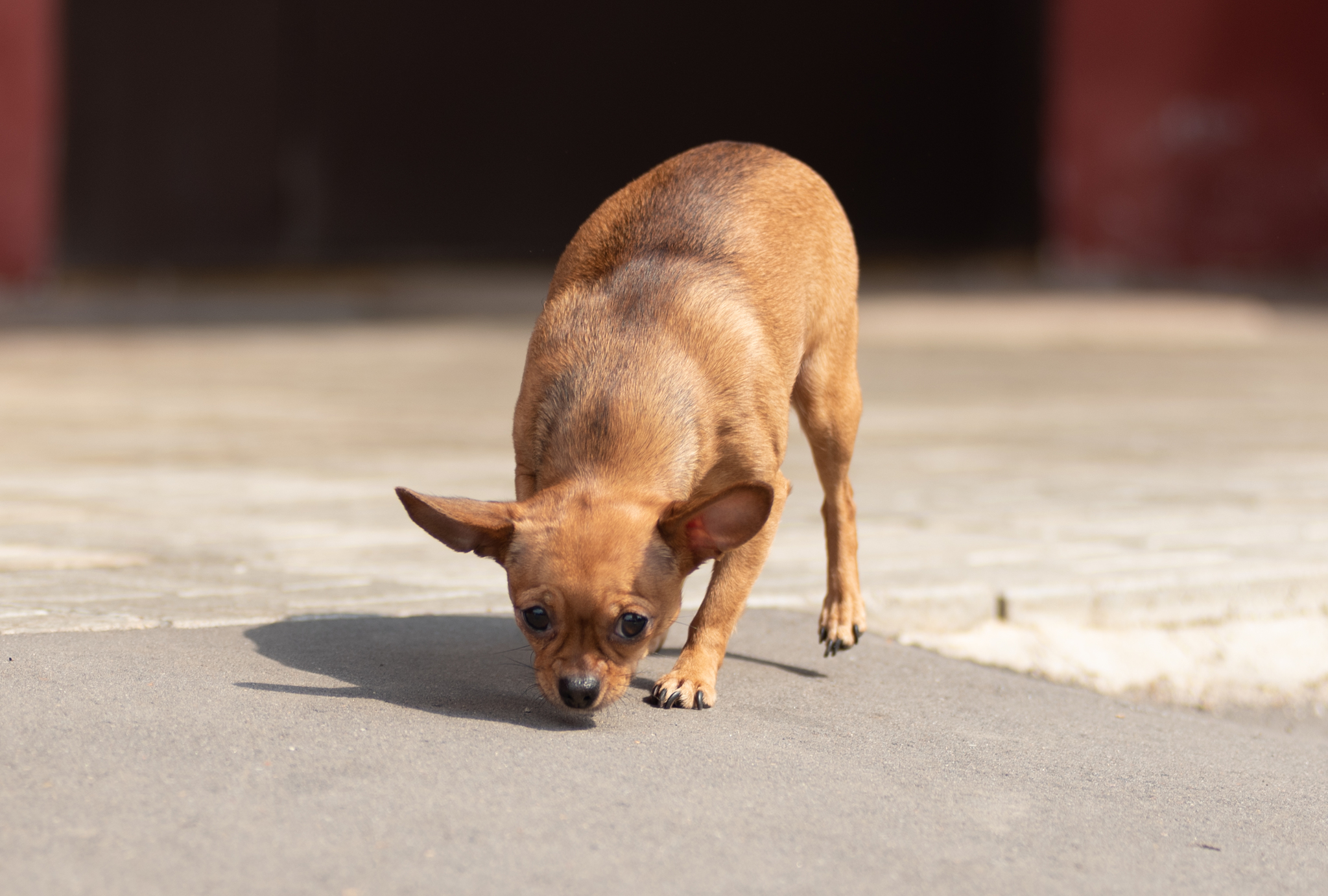 Wild scary dog - My, Trifle, Dog, Fighting dog, Longpost