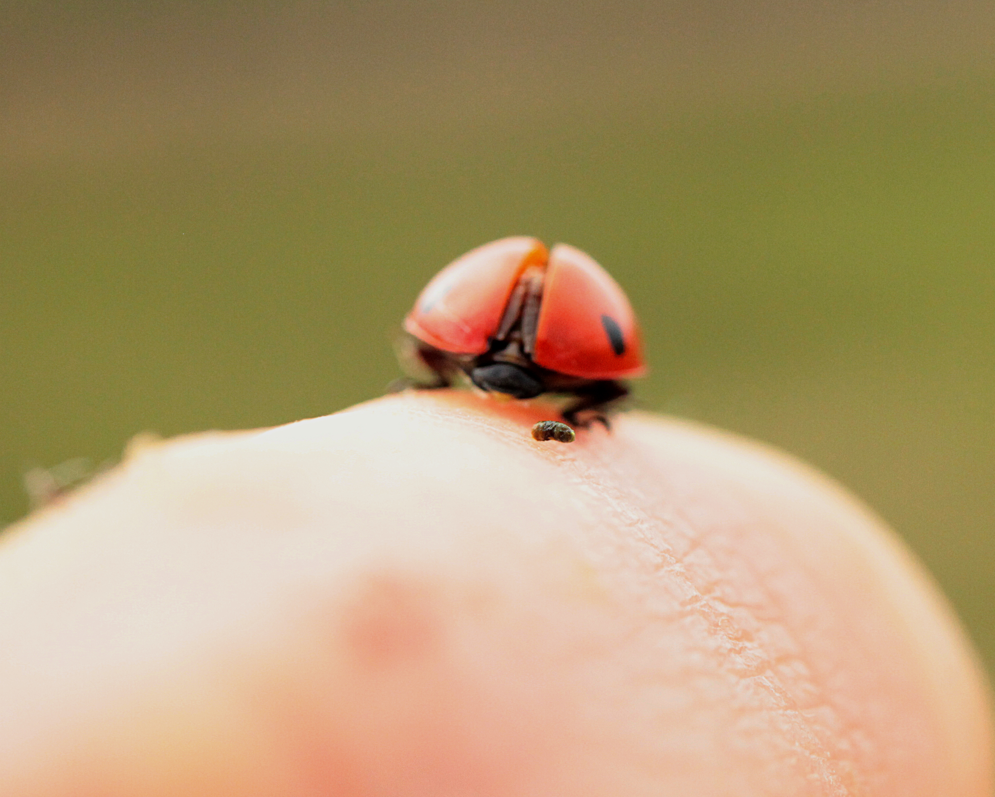 The reverse side of the ladybug - ladybug, Жуки, Feces, Macro photography, Insects