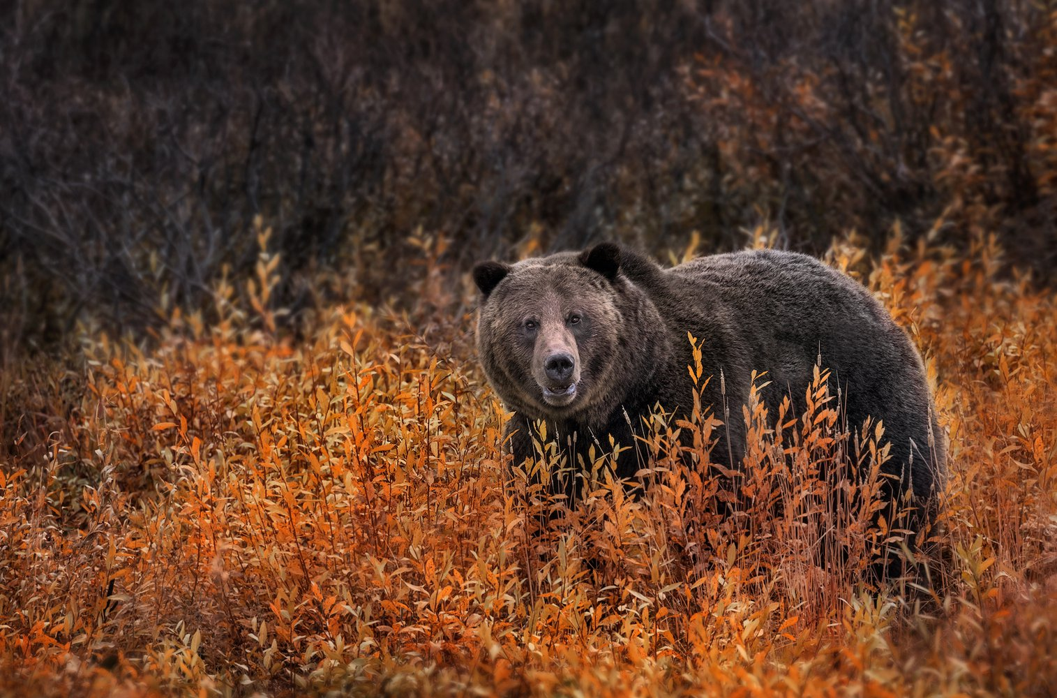 More friction - more cubs!... - The Bears, Friction, Teddy bears, Wild animals, wildlife, Research, , Biology, , University, The national geographic, Grizzly, Rocky Mountains, Alberta, Canada, Longpost