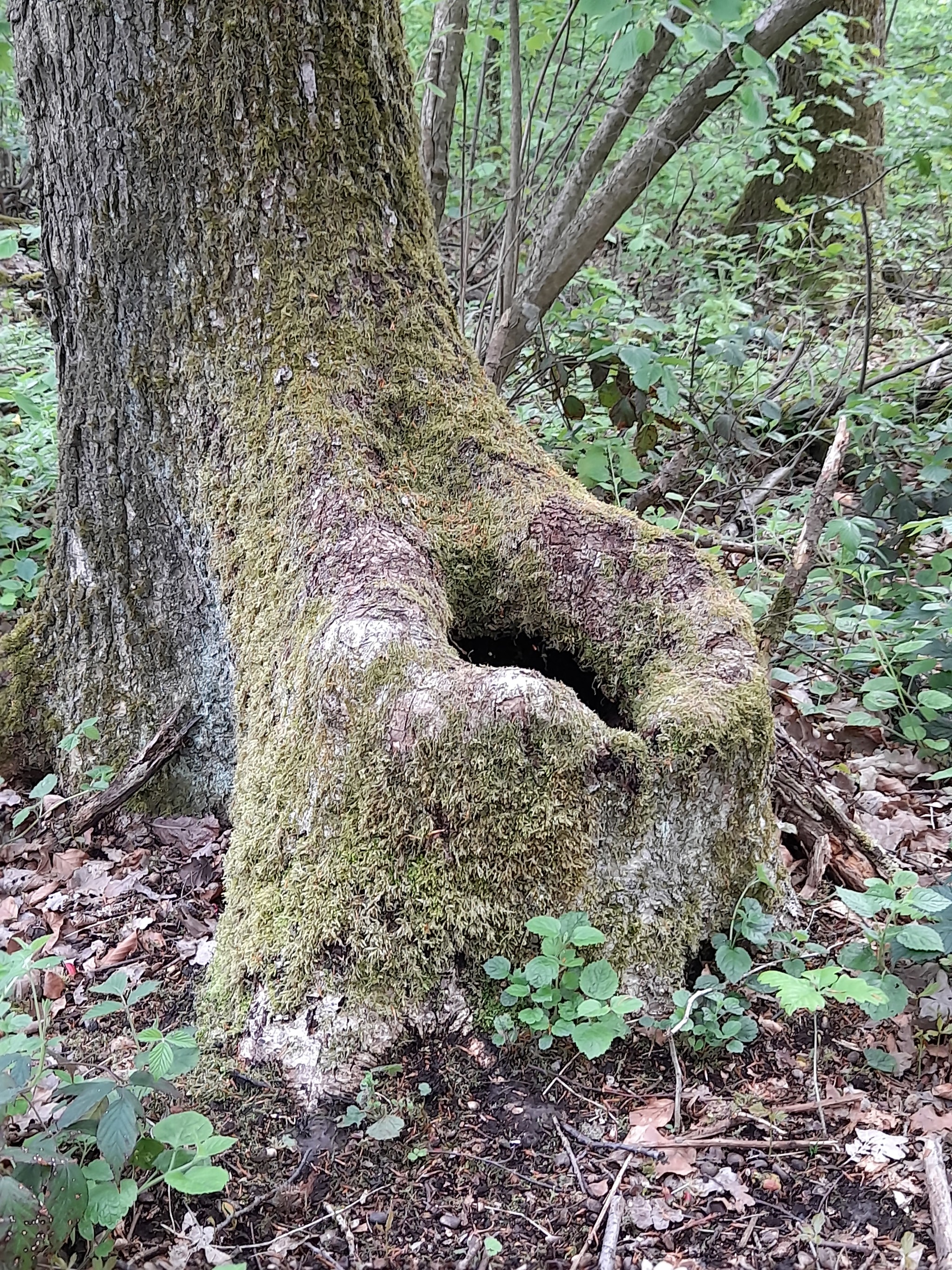 To the toilet in the forest? - My, The photo, Forest, It seemed, Longpost