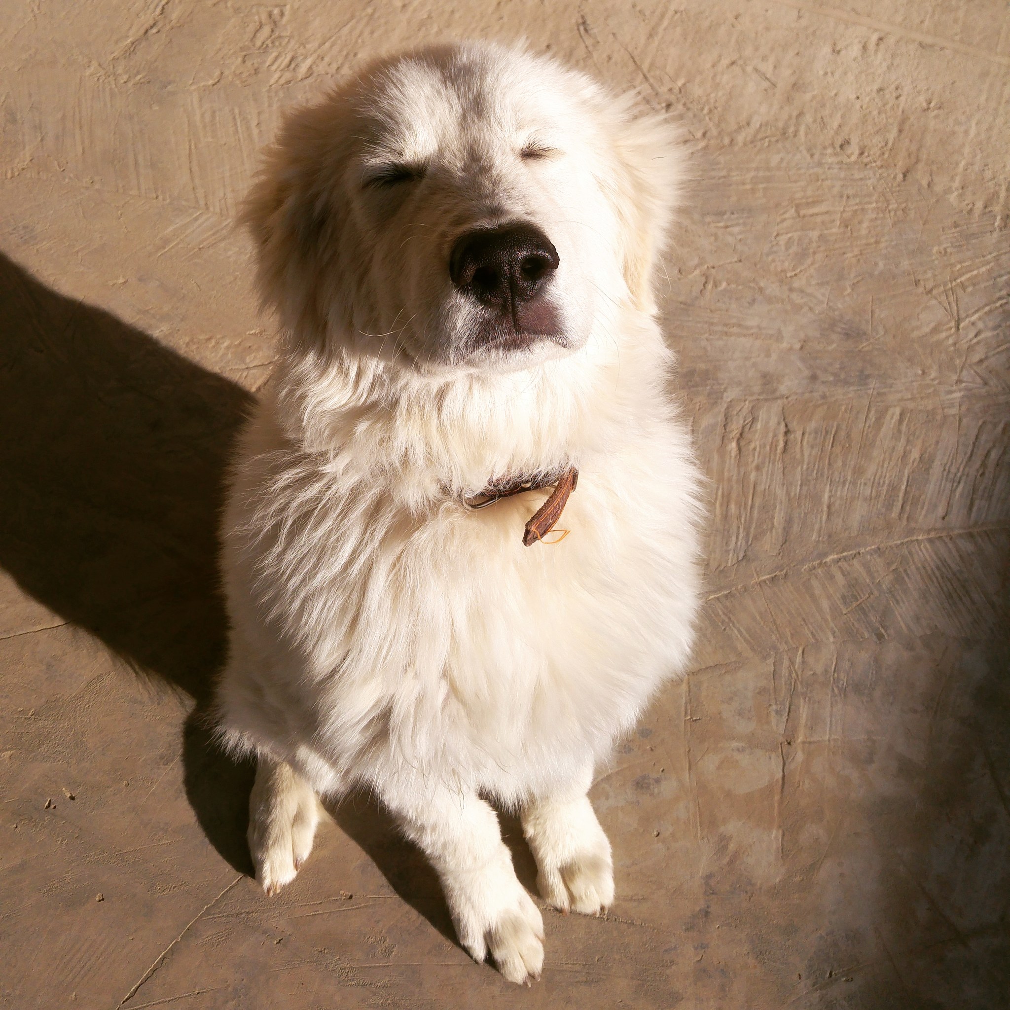 Bart - Maremmo-Abruzzo Sheepdog - My, Dog, Dog lovers, The photo